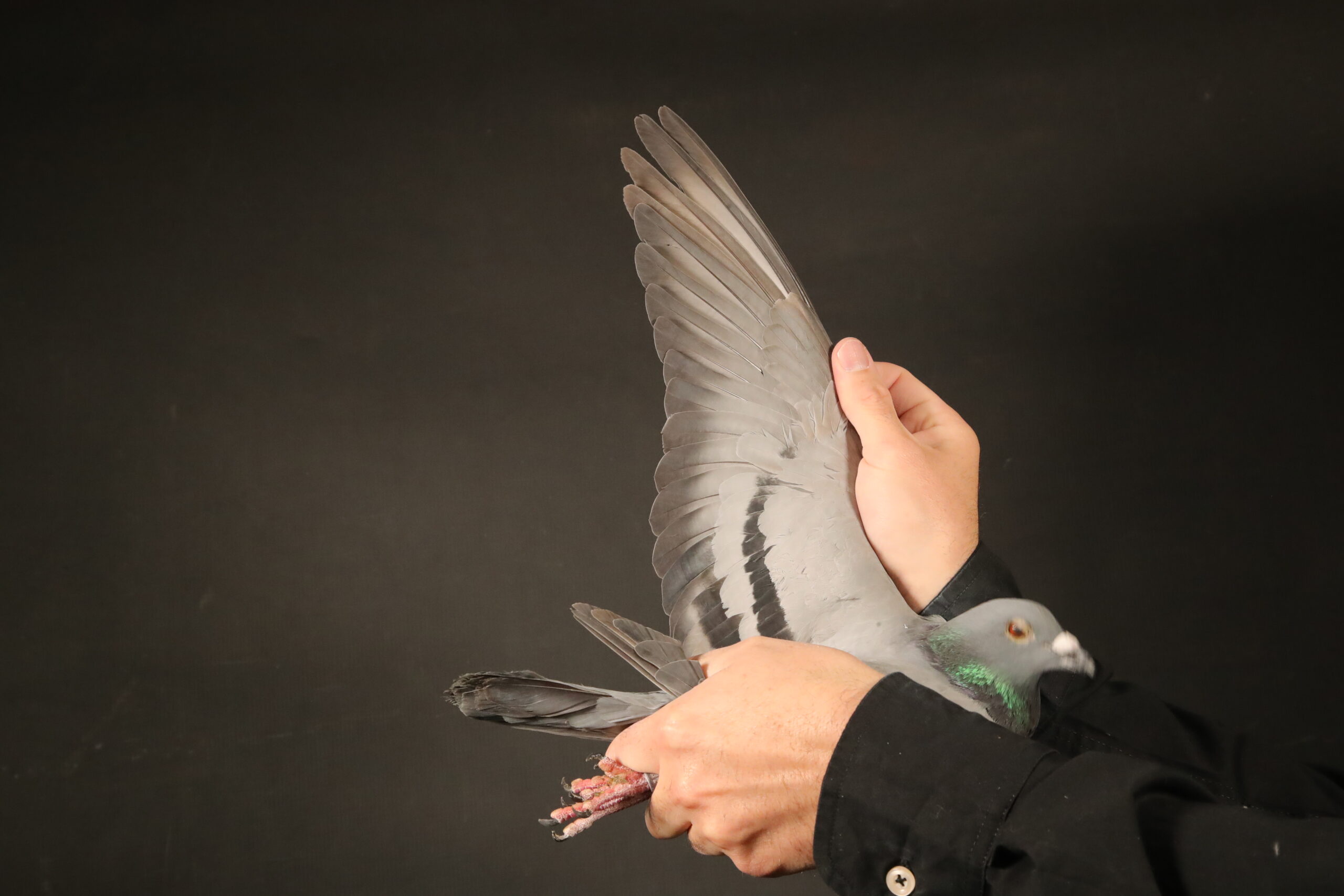 ZZ..LOT 147 AFRIKAPRO AUCTION 5 – Pretoria Rebels – ZA-24-BENZ-6486 –