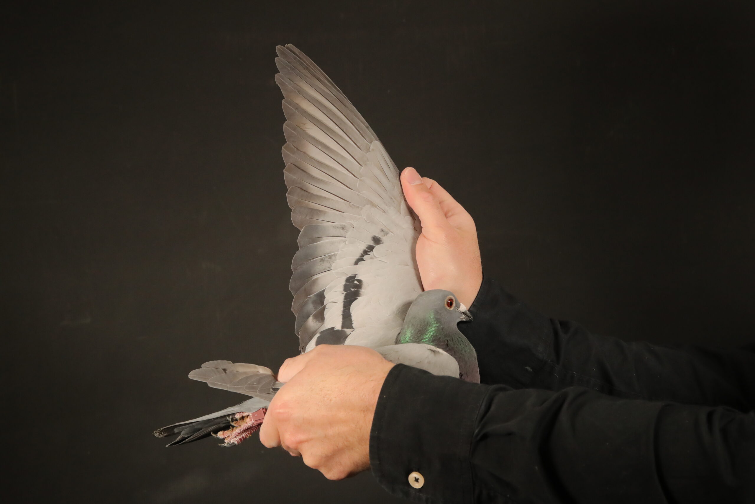 LOT 42 AFRIKAPRO AUCTION 6- Schalk Jonker-ZA-24-BOSCH-95 –