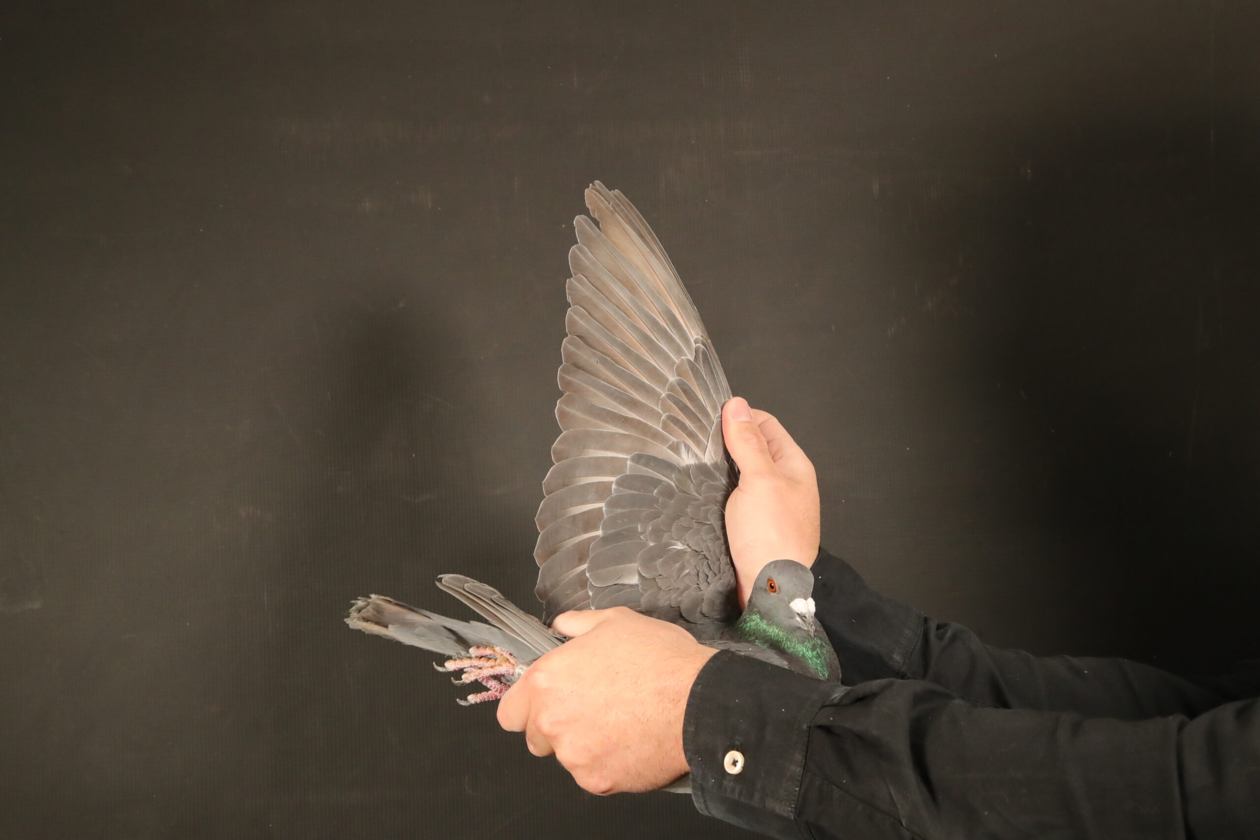 ZZ..LOT 122 AFRIKAPRO AUCTION 6-Heerden Lofts 3-ZA-24-BWD-834 –