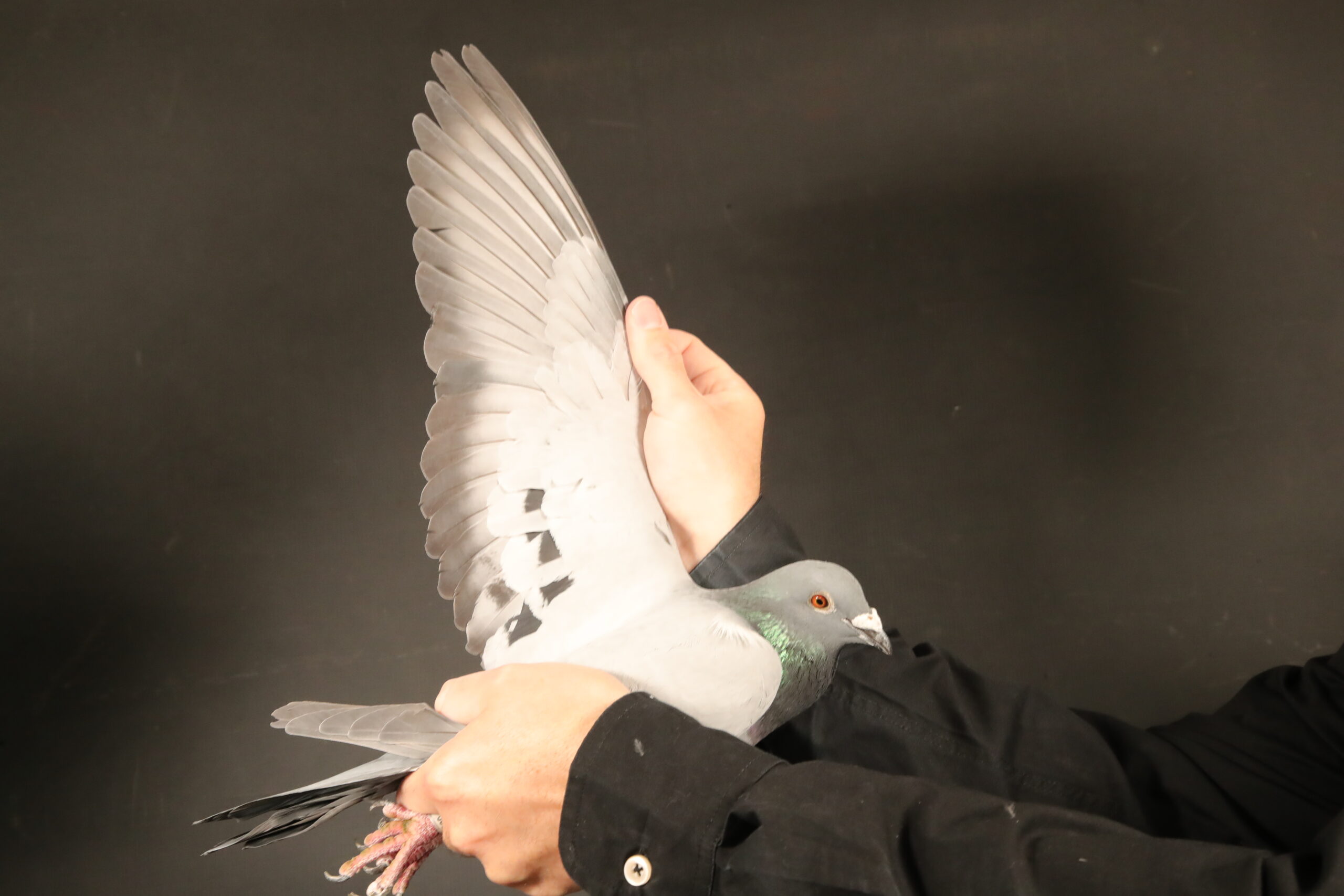 ZZ..LOT 118 AFRIKAPRO AUCTION 6-Heerden Lofts 3-ZA-24-BWD-839 –