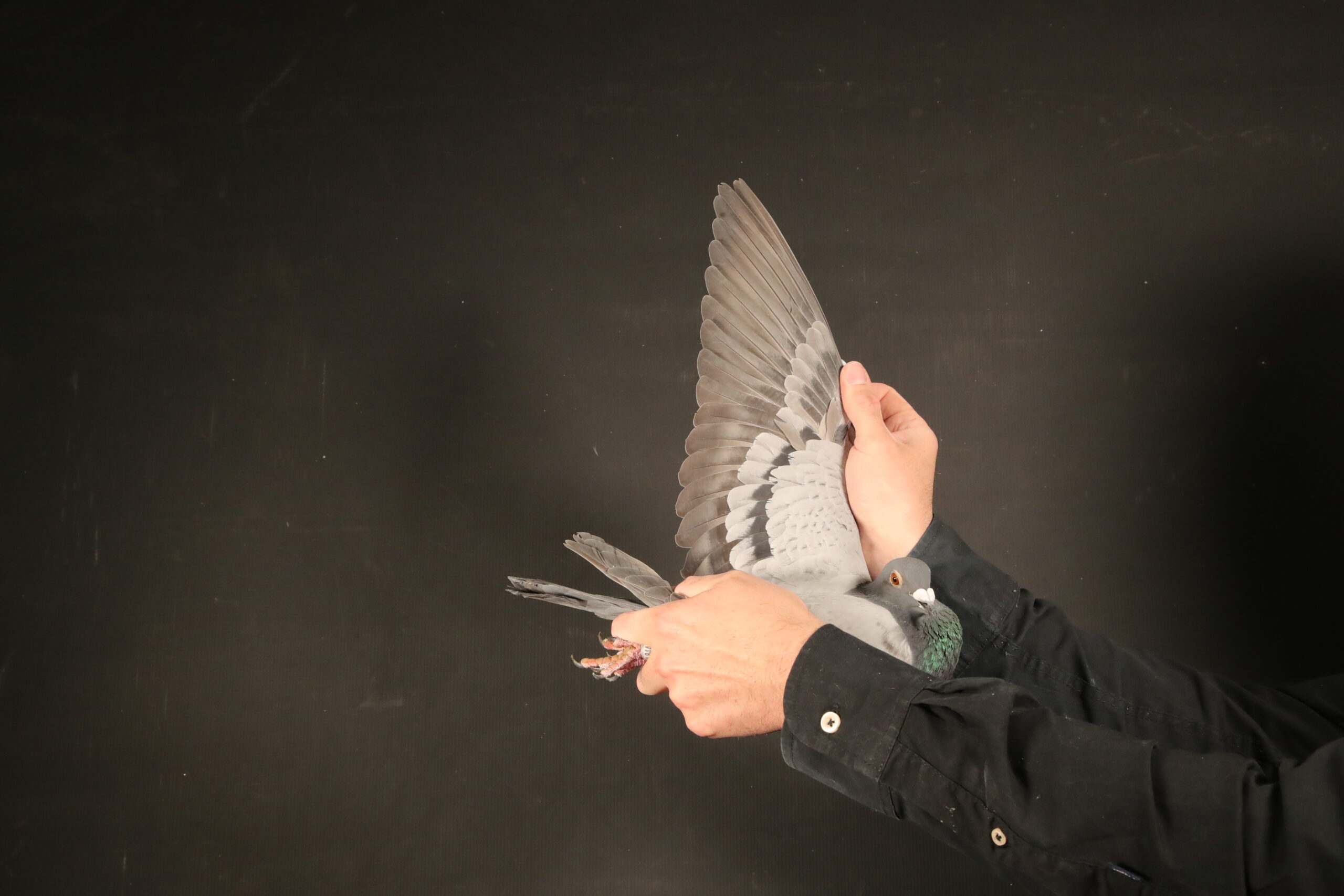 ZZ..LOT 108 AFRIKAPRO AUCTION 6-Heerden Lofts 2-ZA-24-BWD-844 –