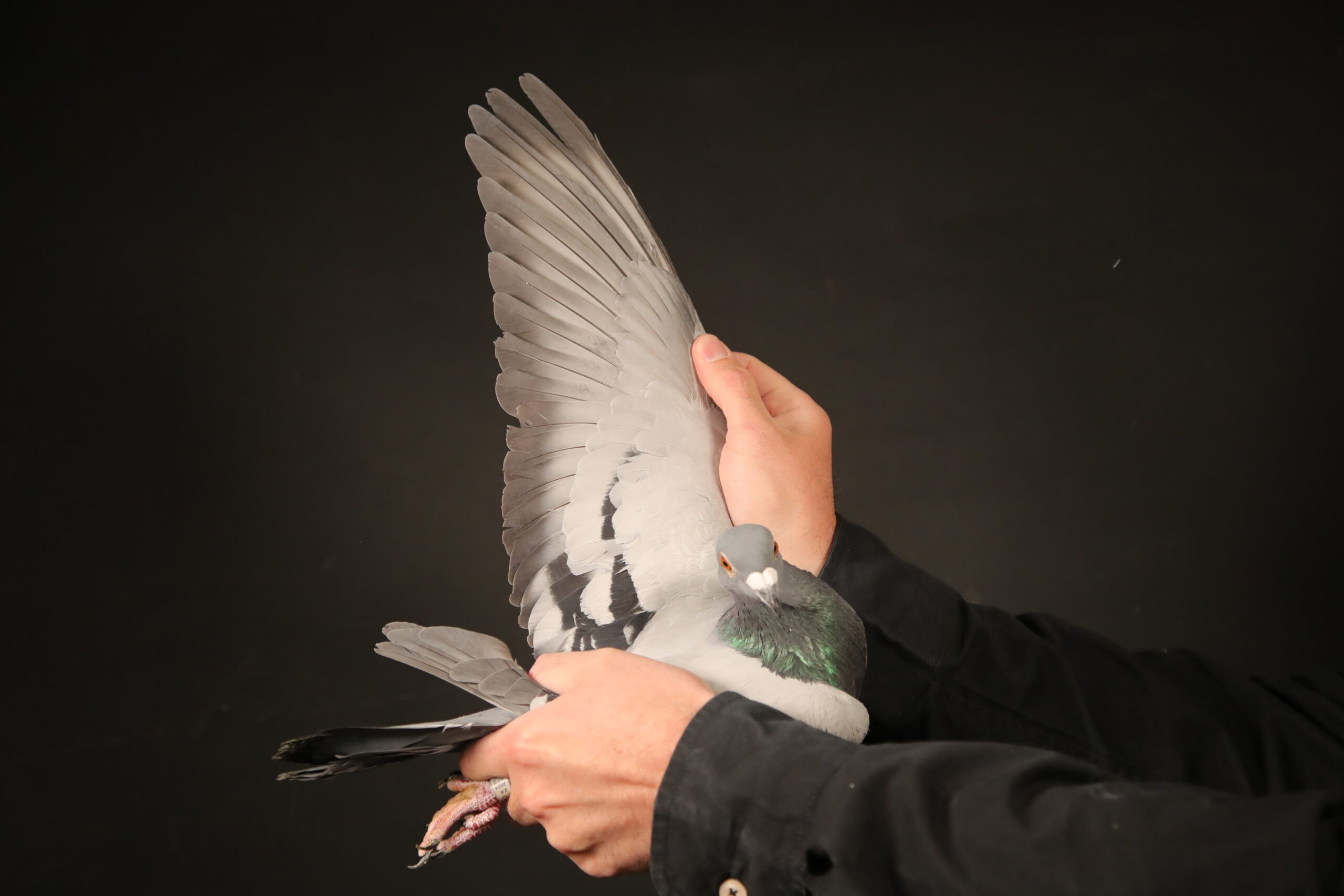 ZZ..LOT 127 AFRIKAPRO AUCTION 6-Heerden Lofts 3-ZA-24-BWD-902 –