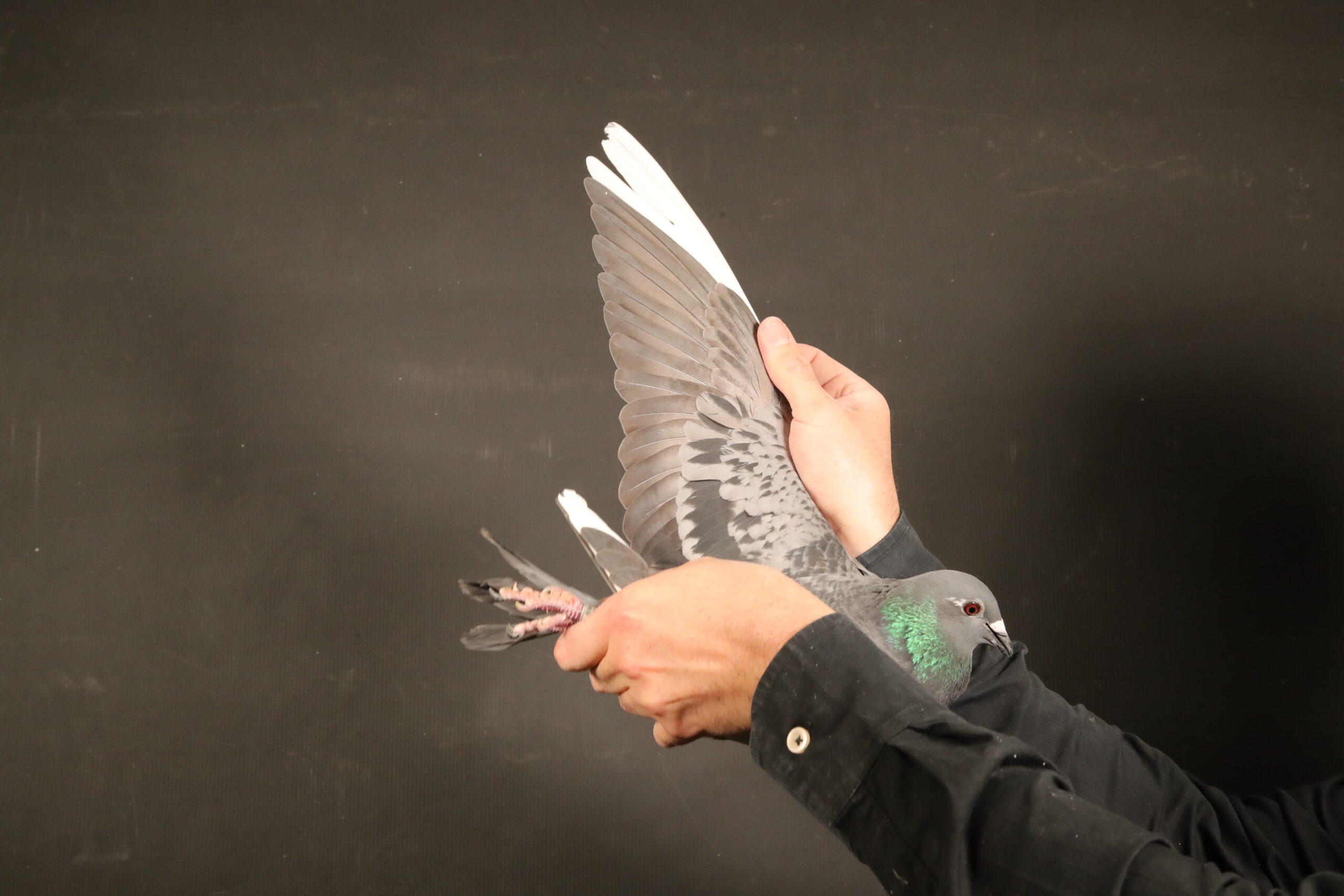 ZZ..LOT 103 AFRIKAPRO AUCTION 6-Heerden Lofts 2-ZA-24-BWD-904 –