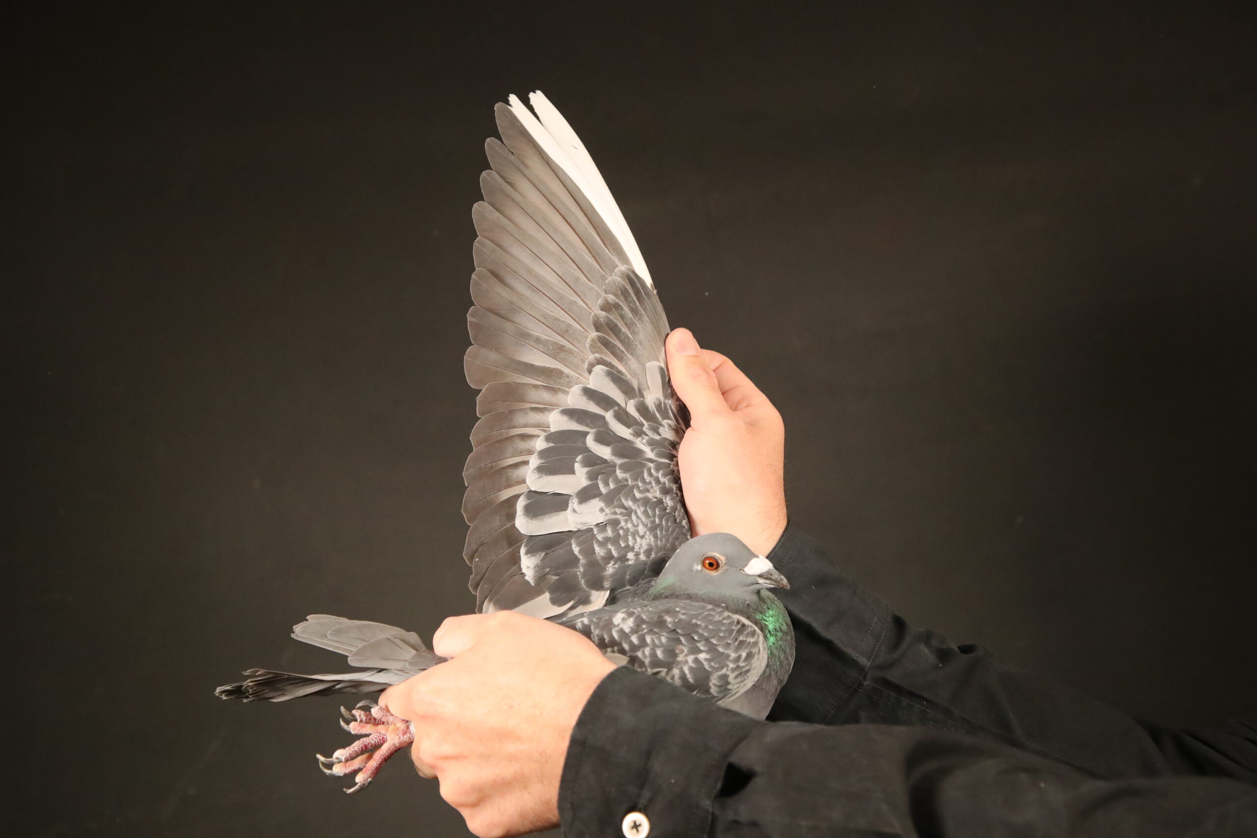 LOT 44 AFRIKAPRO AUCTION 6- Heerden Lofts-ZA-24-BWD-909 –