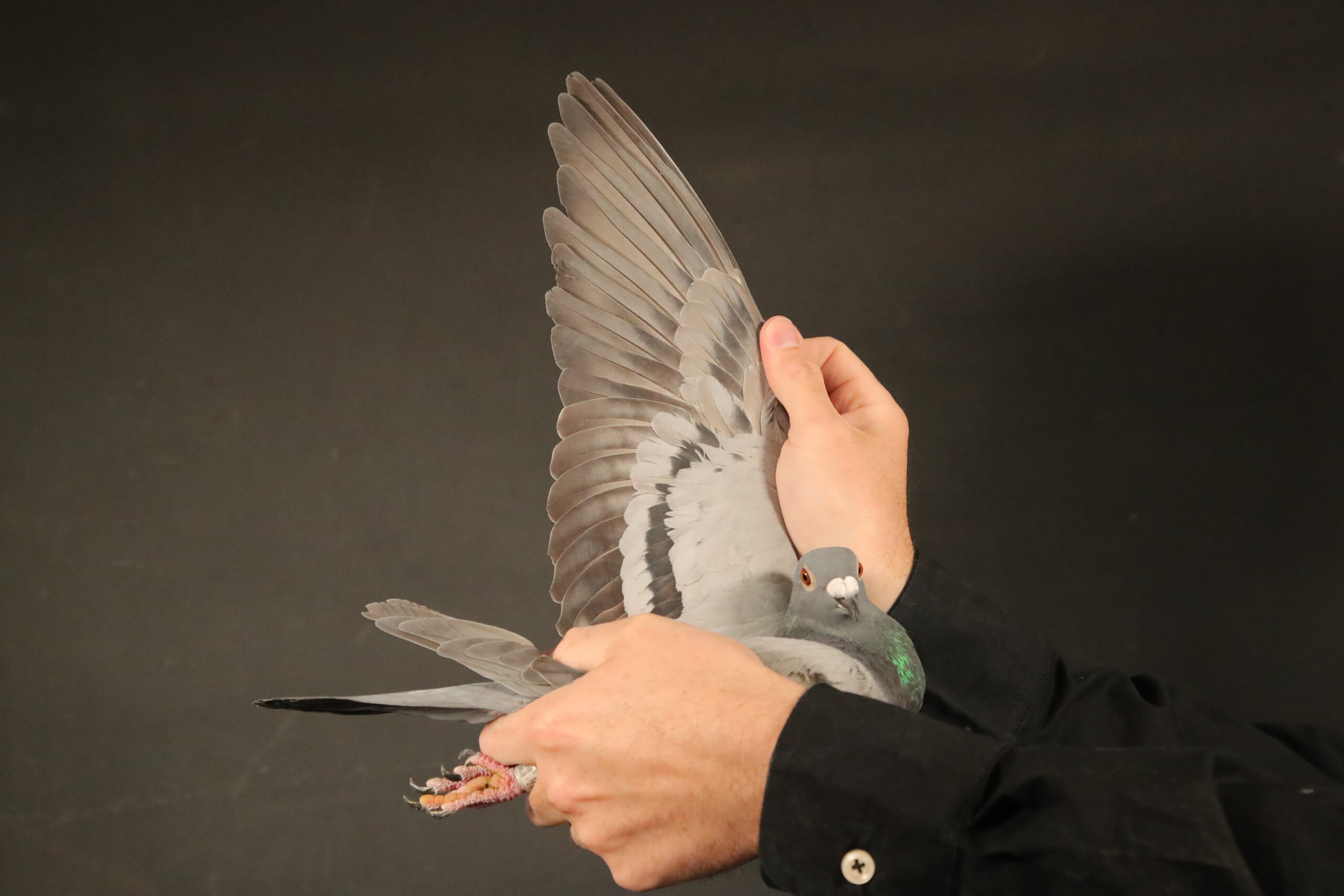 LOT 31 AFRIKAPRO AUCTION 6- Heerden Lofts-ZA-24-BWD-918 –