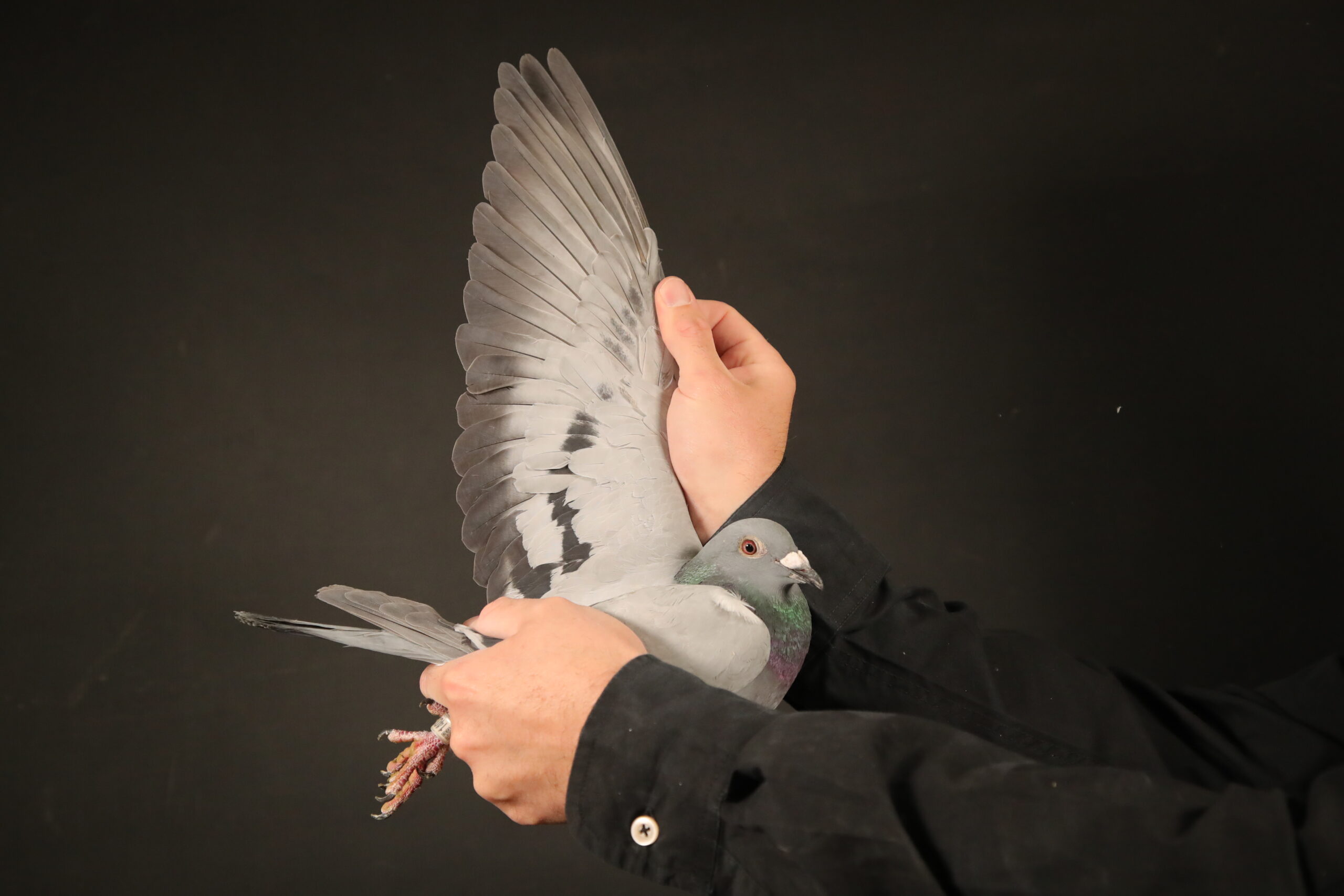 LOT 92 AFRIKAPRO AUCTION 6-Heerden Lofts 2-ZA-24-BWES-1403 –