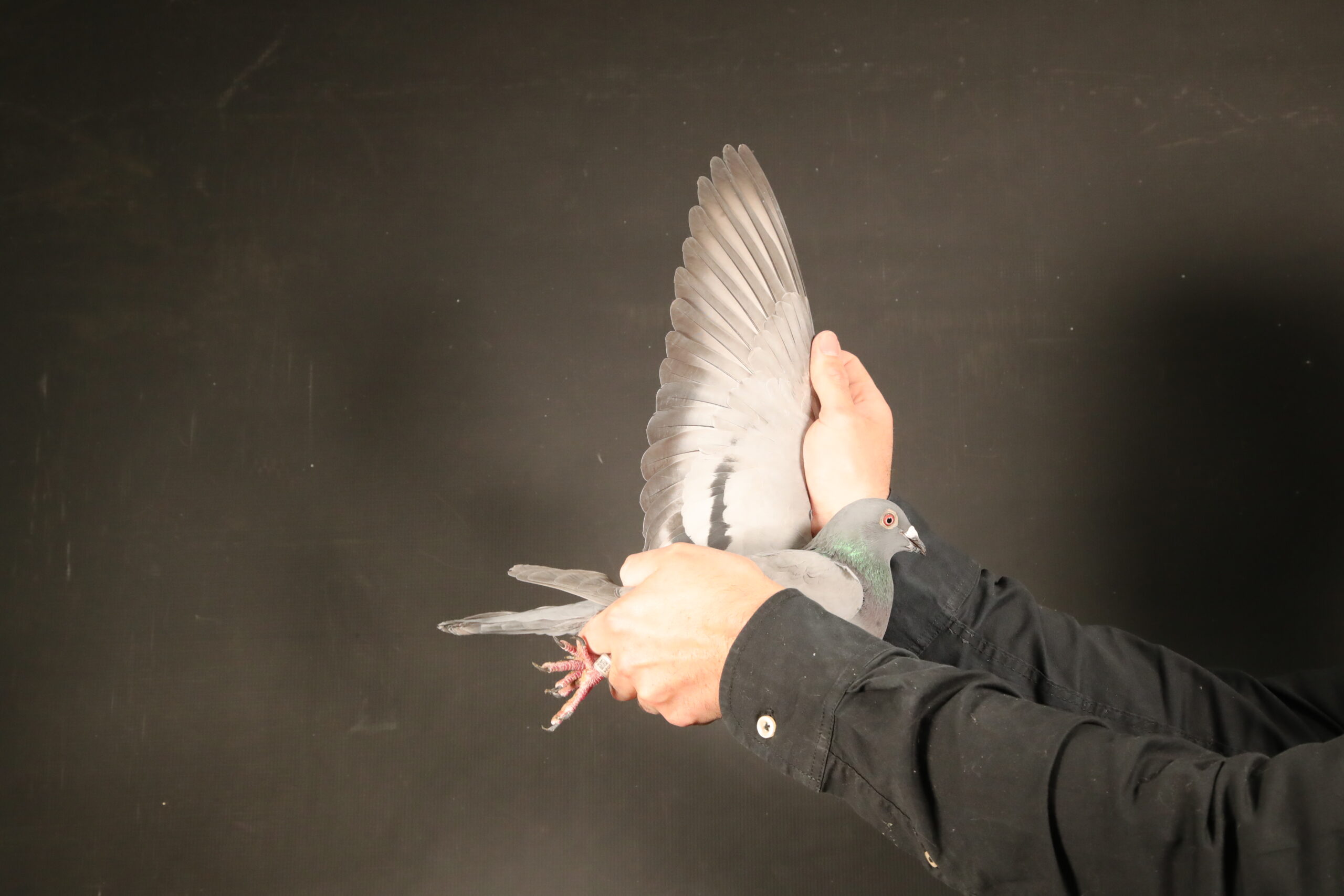 ZZ..LOT 113 AFRIKAPRO AUCTION 6-Heerden Lofts 3-ZA-24-BWES-1426 –