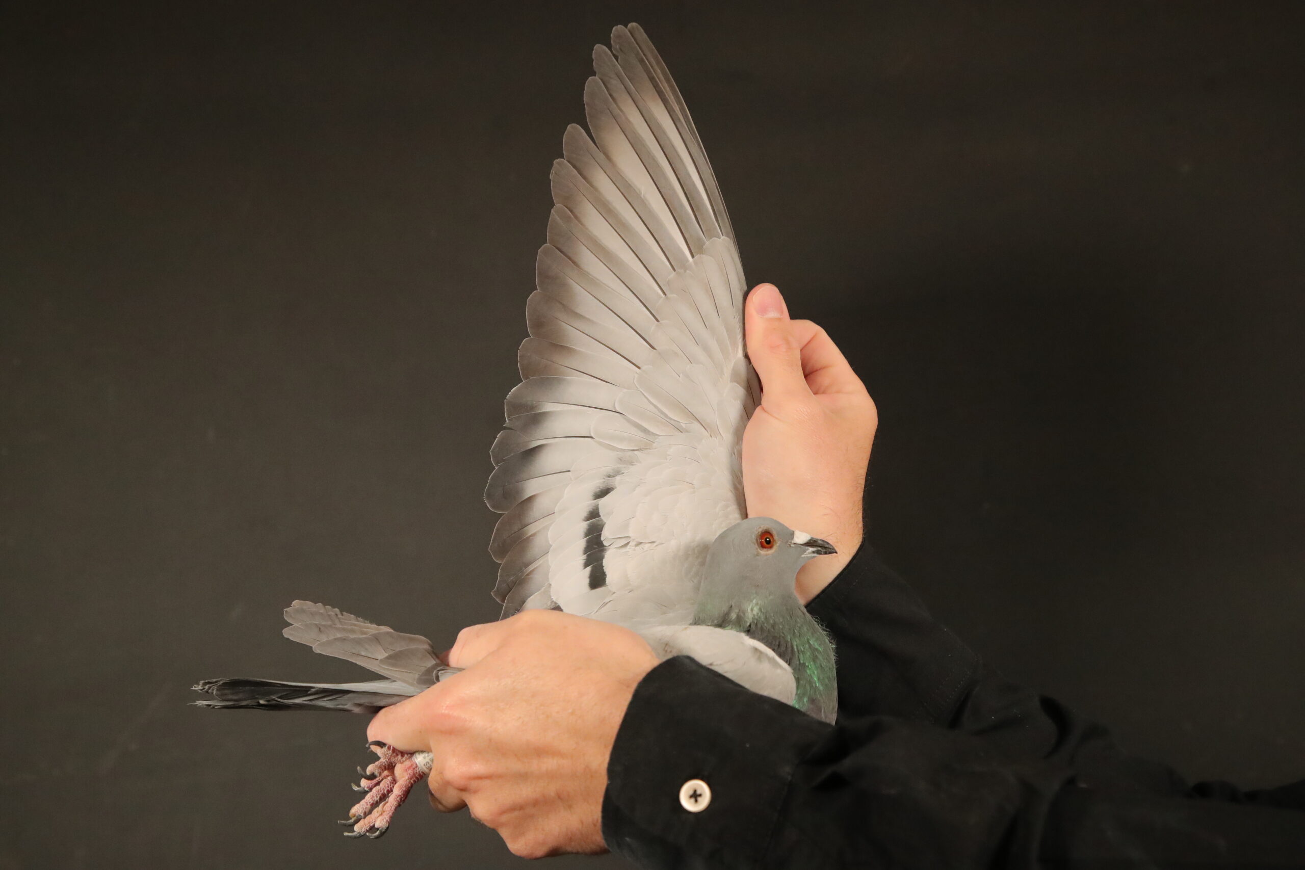 LOT 48 AFRIKAPRO AUCTION 6- Heerden Lofts 2-ZA-24-BWES-1460 –