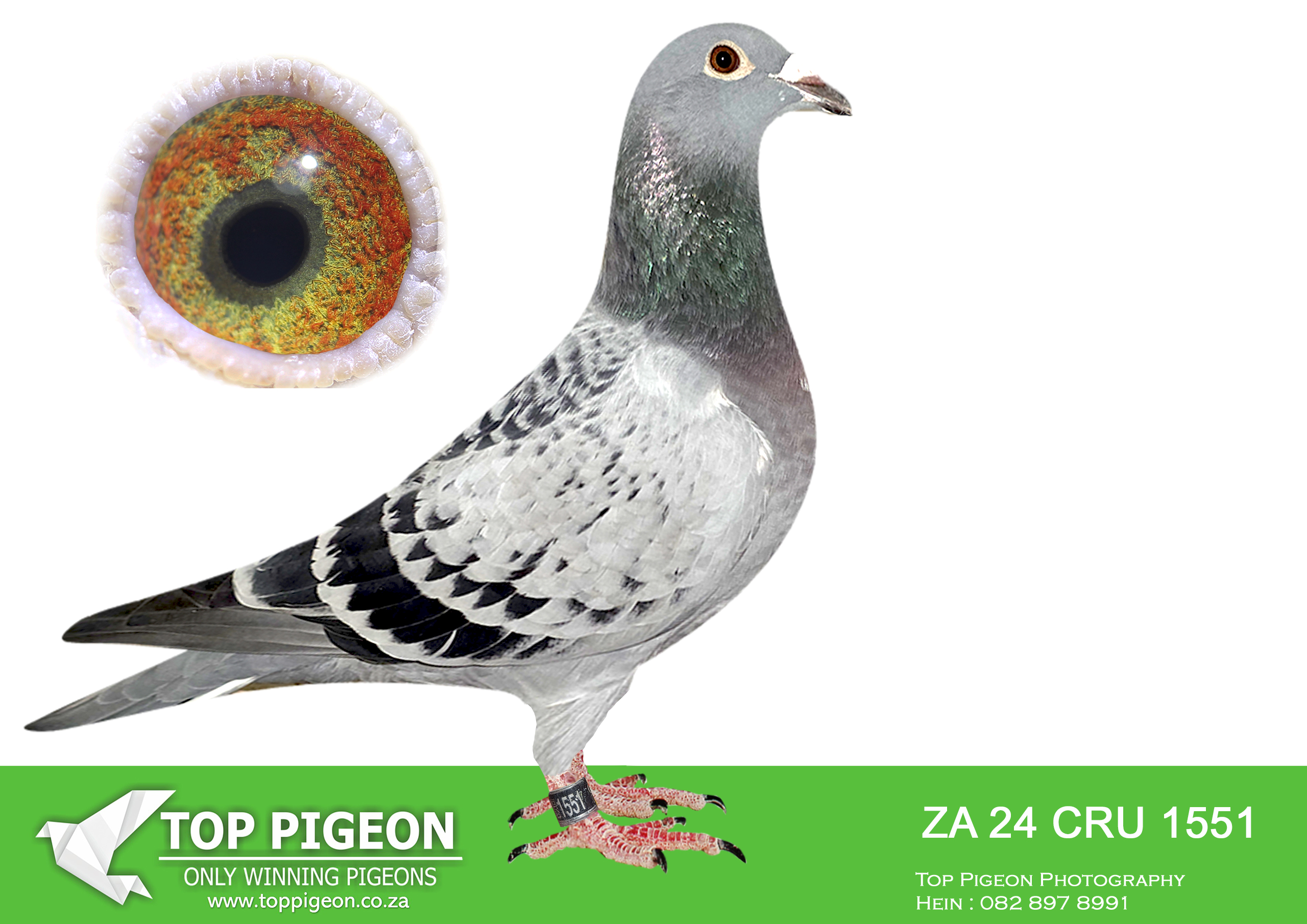 LOT 32 LEGENDS AUCTION -ALWYN BESTER – ZA 24 CRU 1551 -SIRE: 1139 ZA 23 ABL.Strain: Dirk Van Den Bulck Color: Red Chequer This is bred from the best available.————-DAM: ZA 22 ABL 844 . KITTEL. BRED BY ALWYN BESTER. THIS IS A DIRECT DAUGHTER OUT OF SUPER DIRK VAN DEN BULCK COCK “MANILA”.SEE PEDIGREE!!!!