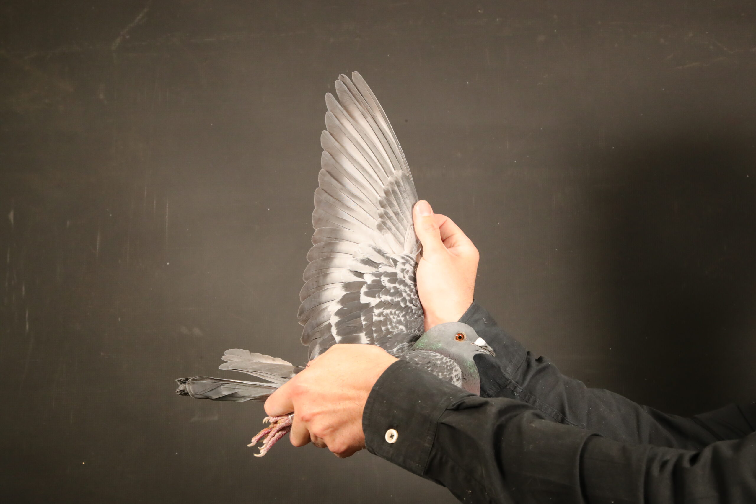 LOT 16 AFRIKAPRO AUCTION 4 – Botha Lofts-ZA-24-CRU-2227 -SIRE: 10526 ZA 16. DEAN JOOSTE .BRED 7 X TOP 23 PWDC.———–DAM:06616 ZA 15. BOUGHT FROM DU PREEZ & DEETLEFS. BRED DINOKENG HOTSPOT WINNER. BRED UNION WINNER. BRED CRUSADERS BREEDERSTAKES WINNER OF R45000.00.SEE PEDIGREE!!!!