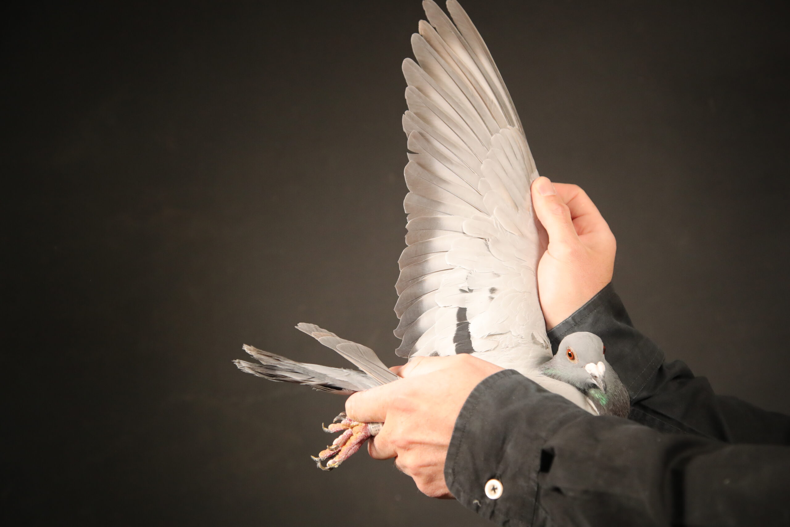 LOT 44 AFRIKAPRO AUCTION 4 – East Cape Syndicate-ZA-24-DIAZ-295 –