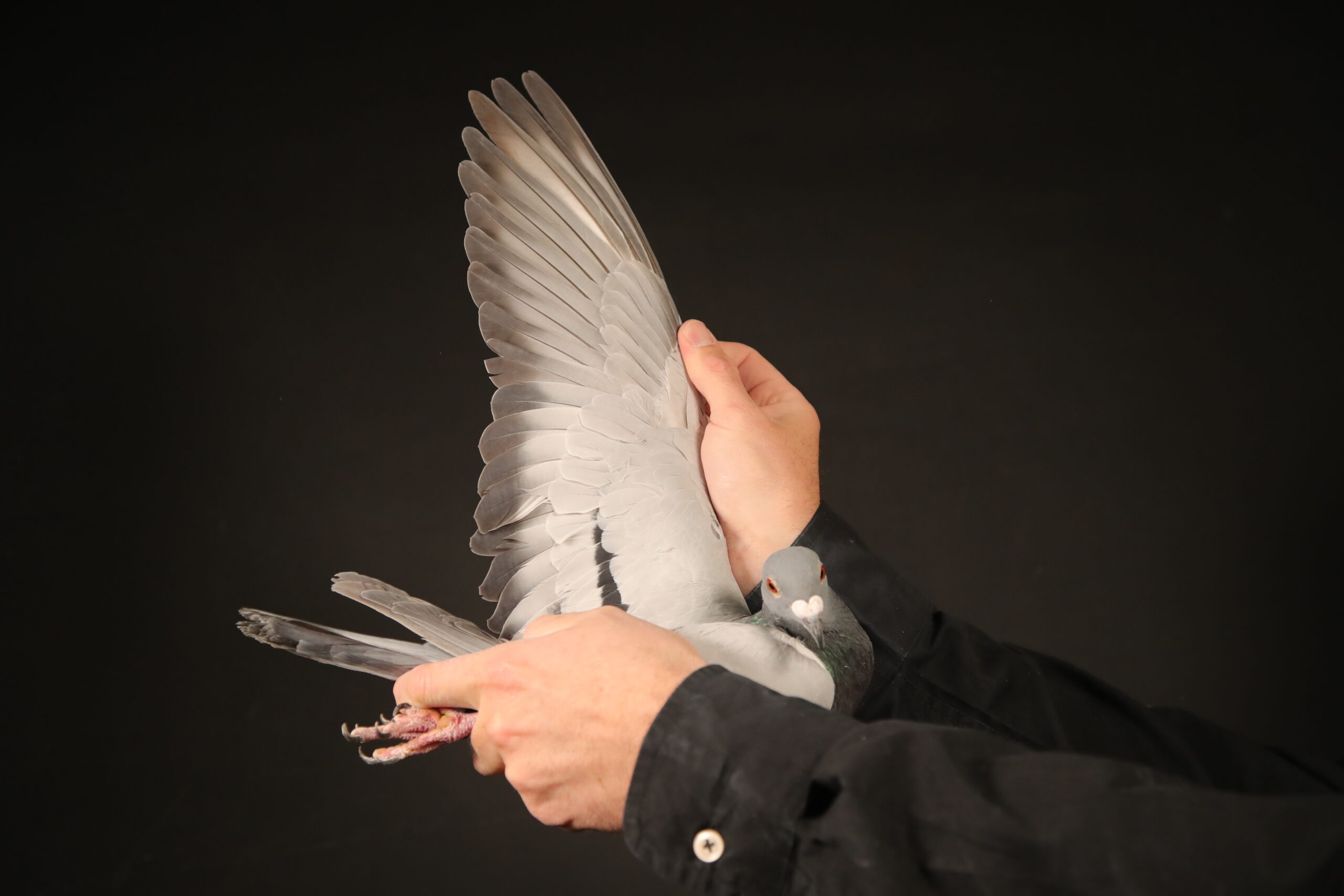 LOT 17 AFRIKAPRO AUCTION 4 – East Cape Syndicate-ZA-24-DIAZ-296 -SIRE:1058 ZA 23 LUBBE COCK Colour: BLUE Ferdie Lubbe –RACED DIAZ OLR 2024:—- 5. Race 8 525km 1195 m/m EW 11. Race 9 205km 1252 m/m EW 11. FINAL 635km 1182 m/m 49. Race 7 352km 1207 m/m 59. Race 4 440k 1086 m/m 62. Race 2 305km 978 m/m.———-DAM:431 ZA 23 ROOIKAT Colour: CHEC Alfons Klaas –RACED KAROO MILLION OLR 2024:- –1. Barcelona Bakkie Race 820km ( 2 Birds were away by 11 minutes ).SEE PEDIGREE!!!