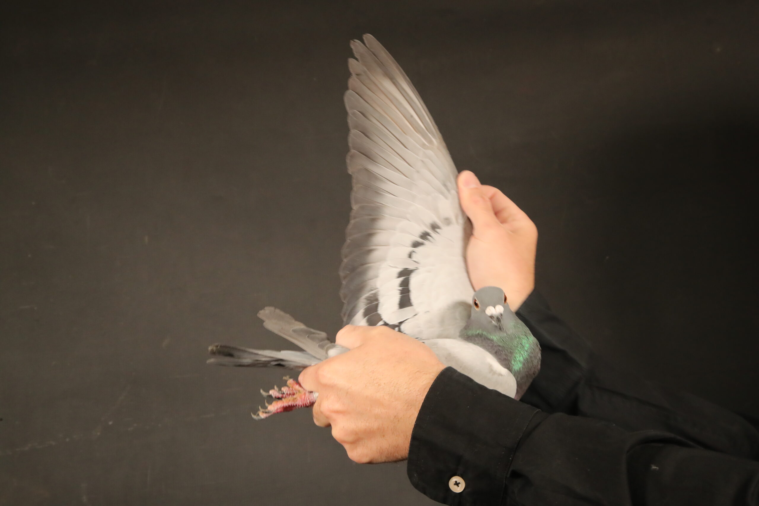 ZZ..LOT 110 AFRIKAPRO AUCTION 5 – Nadine Huenten-ZA-24-DIAZ-452 –