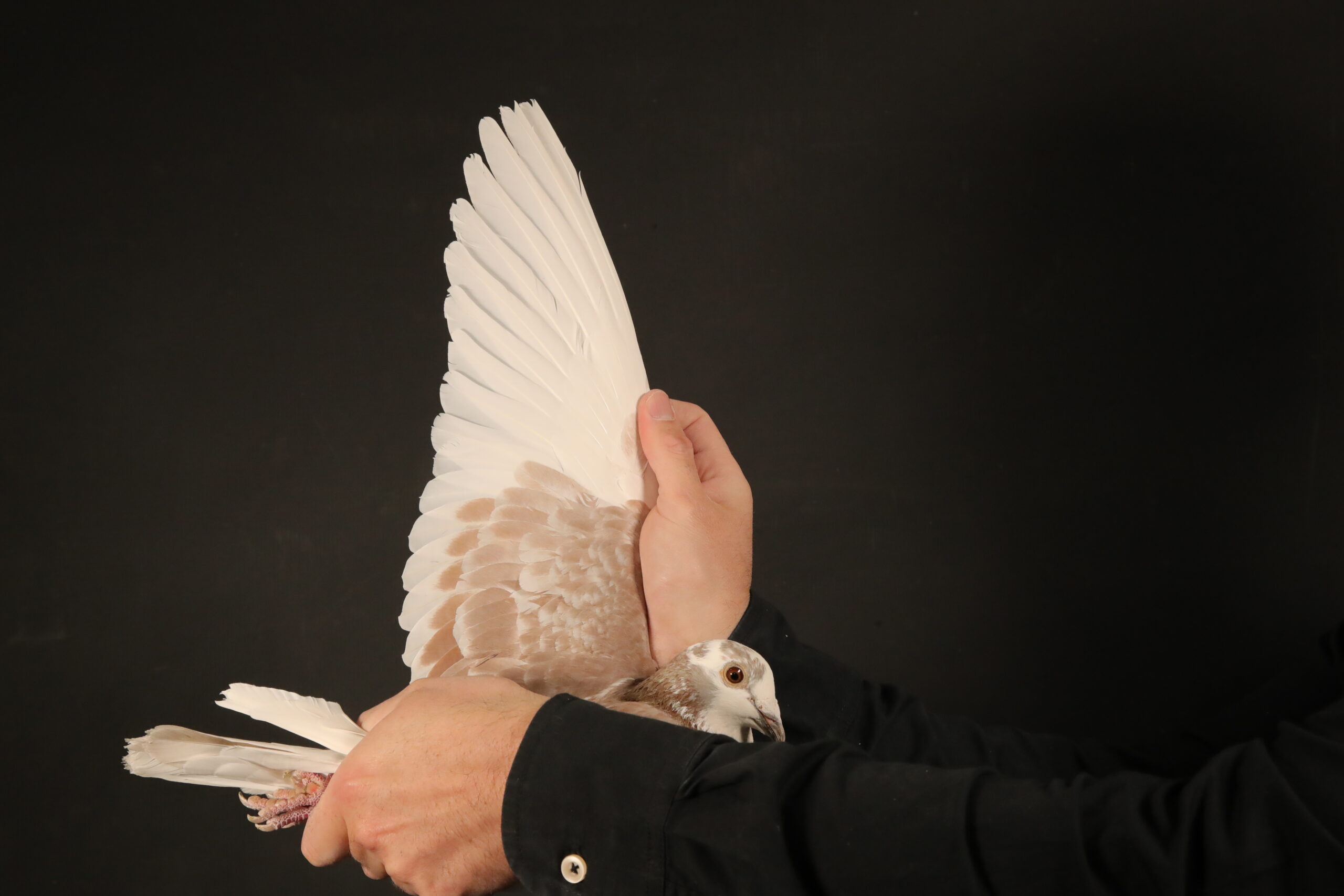 LOT 13 AFRIKAPRO AUCTION 6- Vermeulen Lofts-ZA-24-FB-09567 –