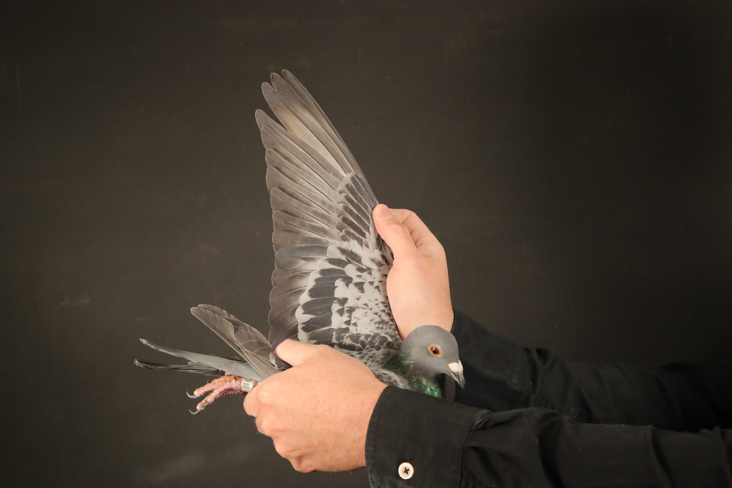 ZZ..LOT 149 AFRIKAPRO AUCTION 5 – Fourie & Olivier – ZA-24-FOURIE-63 –