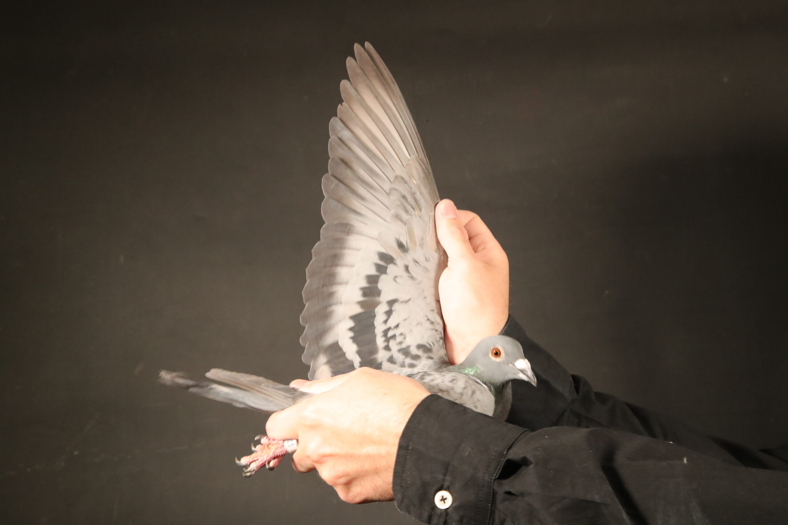 LOT 43 AFRIKAPRO AUCTION 6- Team Vision-ZA-24-GENE-219 –