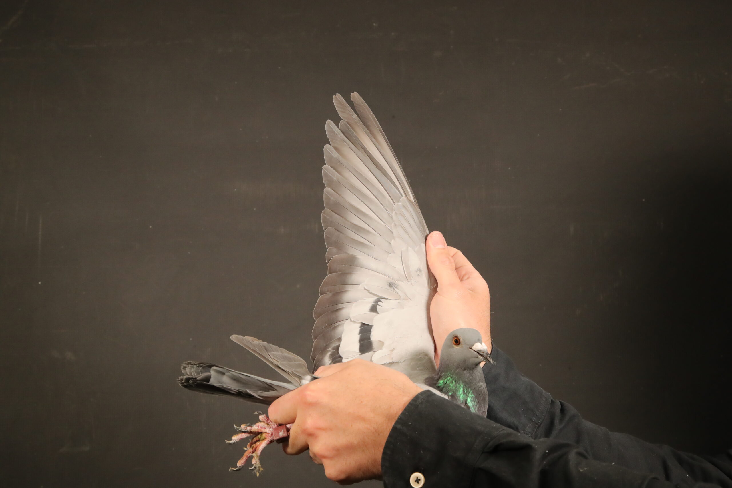 LOT 38 AFRIKAPRO AUCTION 4 – Mark Erasmus/Andries Small-ZA-24-GPU-101 –