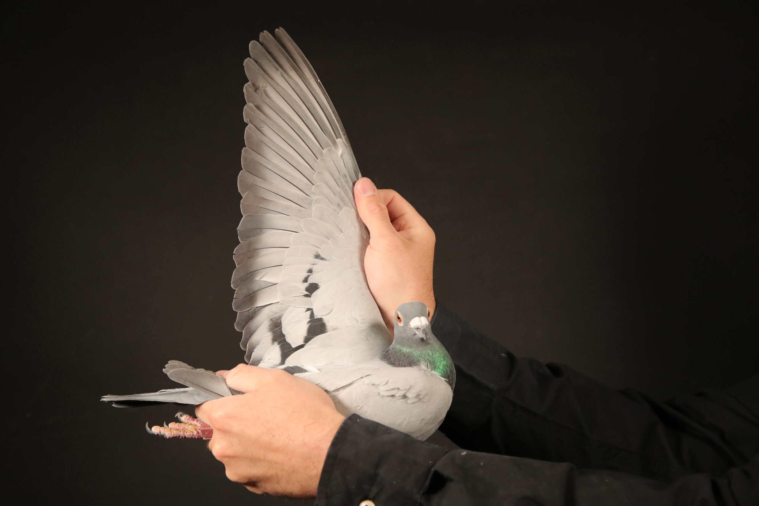 LOT 88 AFRIKAPRO AUCTION 5 -Mark Erasmus/Andries Small-ZA-24-GPU-212 –