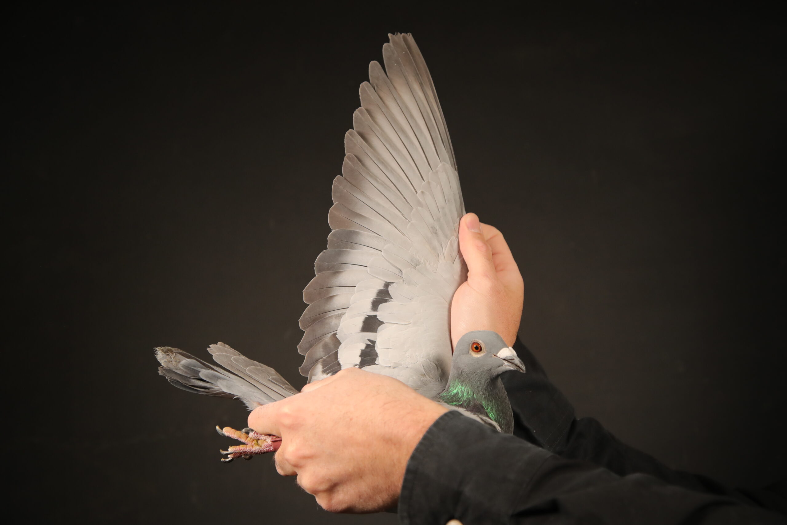 LOT 52 AFRIKAPRO AUCTION 4 – Mark Erasmus/Andries Small-ZA-24-GPU-213 -SIRE:3454 TRPF 20 mini marage MIRAGE M KING VANLOON HARDY KRUGER.———–DAM:9702 PWPU 20. MOUNTAIN LOFTS/FERDIE LUBBE.SEE PEDIGREE!!!