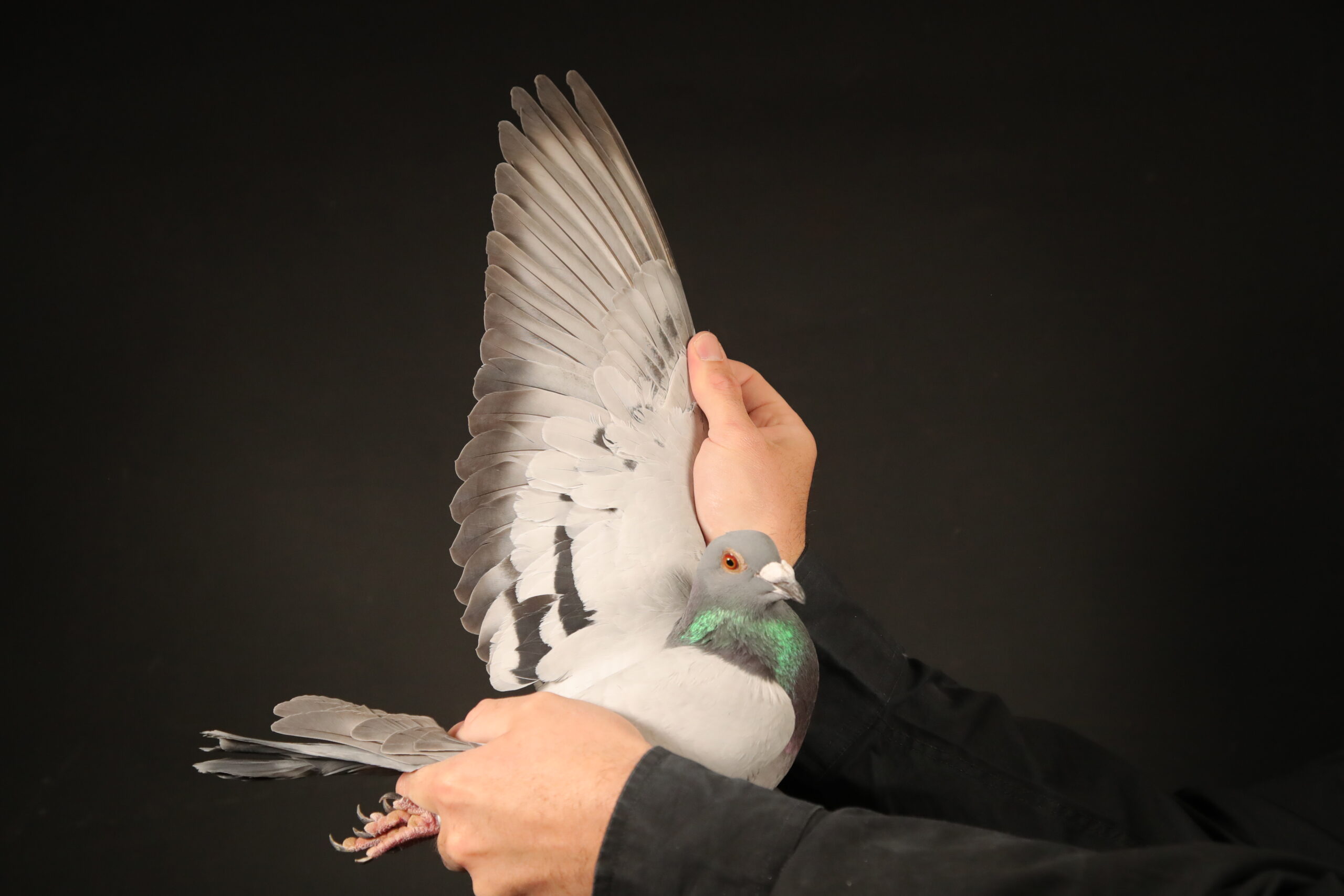 LOT 27 AFRIKAPRO AUCTION 4 – Heerman/Gilbert-ZA-24-HHC-5334 -SIRE:HHC4603/2020. JANSEN ARENDONK/DAVE GILBERT.———-DAM:ND2646/2018. KZN SALE RACE WINNER.SEE PEDIGREE!!!