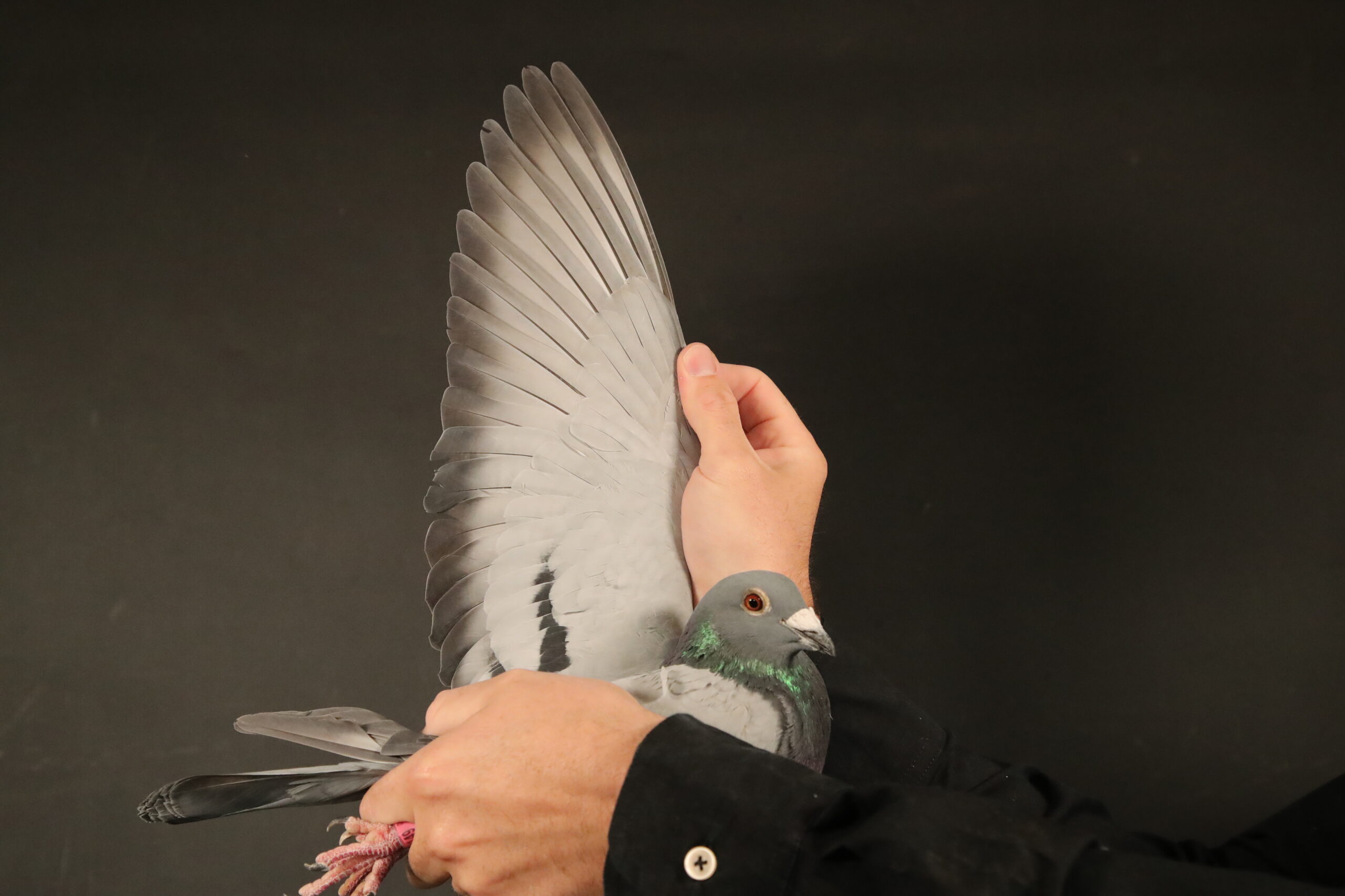 LOT 79 AFRIKAPRO AUCTION 4 – Engelbrecht, Troskie & Willson-ZA-24-JT ENGELBRECHT-149 –