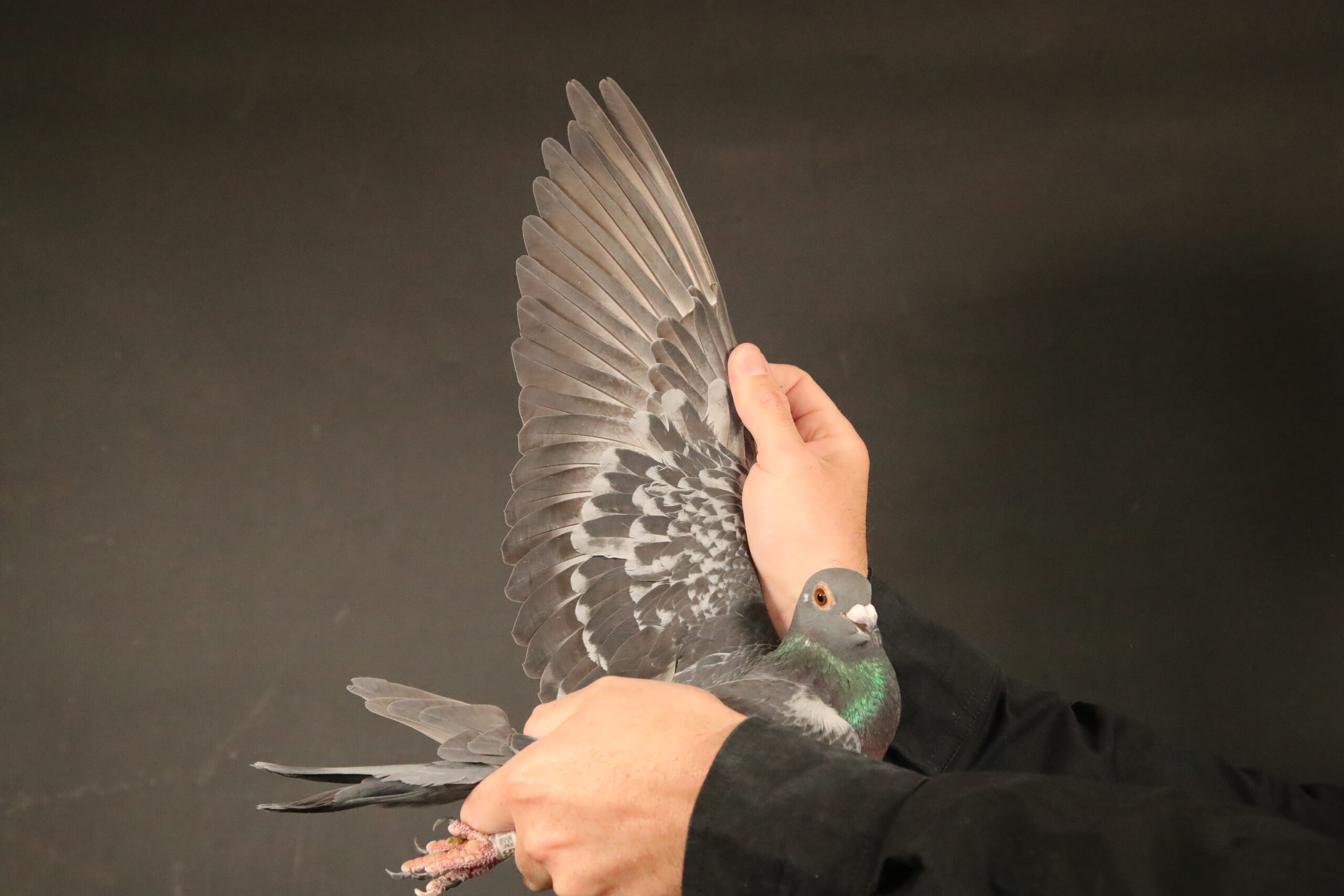 LOT 53 AFRIKAPRO AUCTION 4 – Matthias Bevermann-ZA-24-KHS-557 –