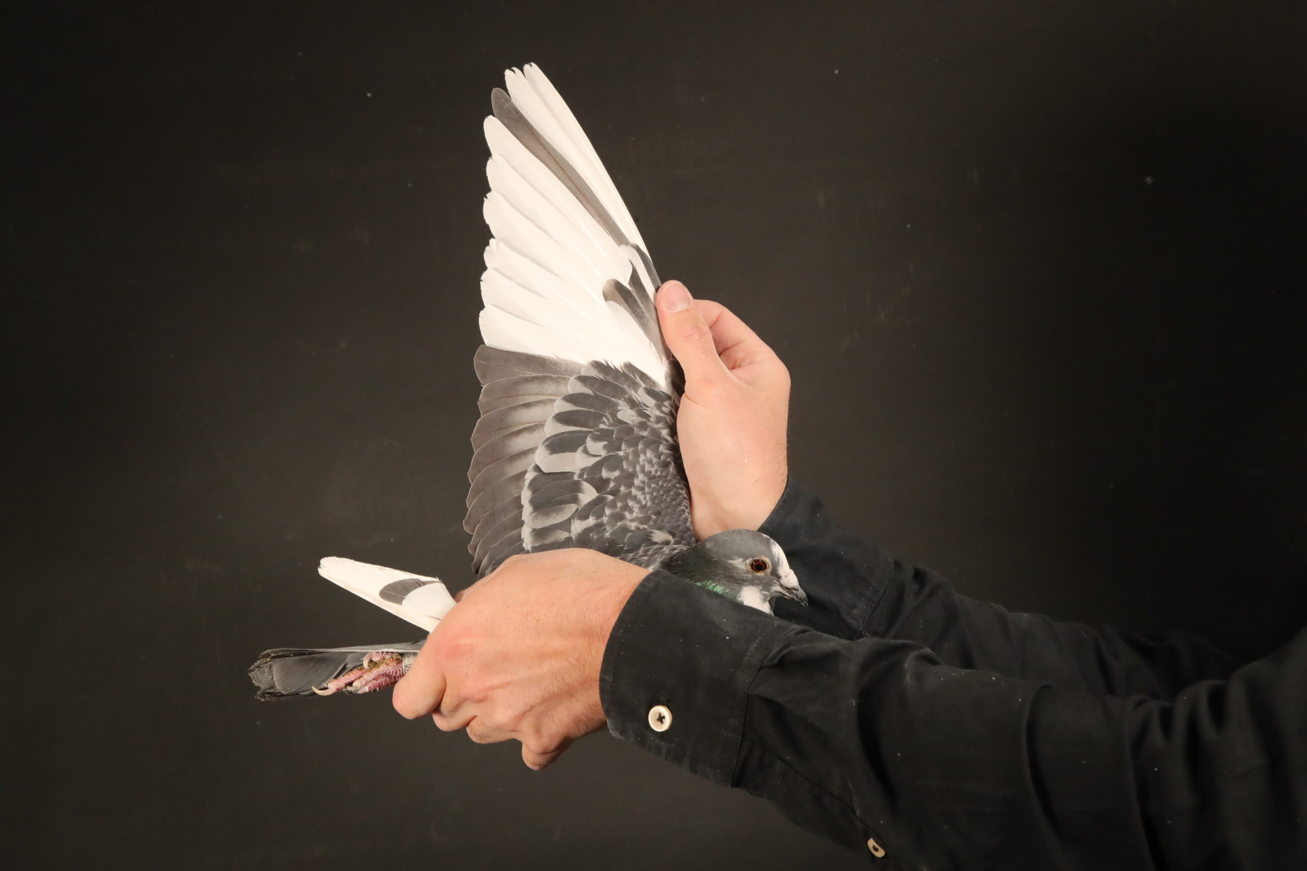 LOT 68 AFRIKAPRO AUCTION 4 – Team Ullrich & Die Painters-ZA-24-KPU-2310 –