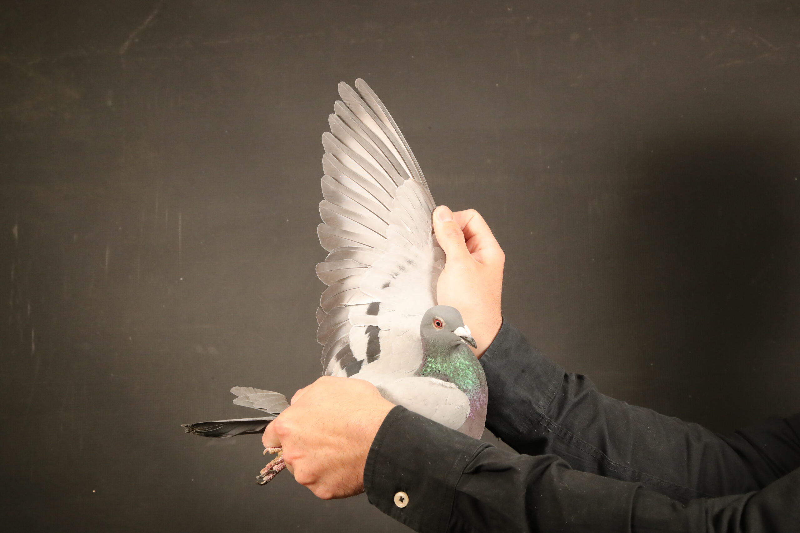 LOT 35 AFRIKAPRO AUCTION 4 – Die Painters & SG Ullrich-ZA-24-KPU-2325 –