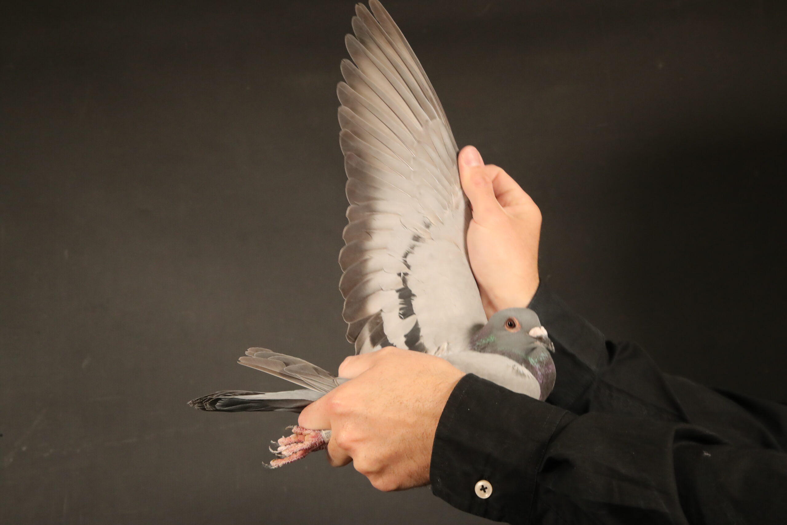 LOT 60 AFRIKAPRO AUCTION 4 – Die Painters & SG Ullrich-ZA-24-KPU-2328 –