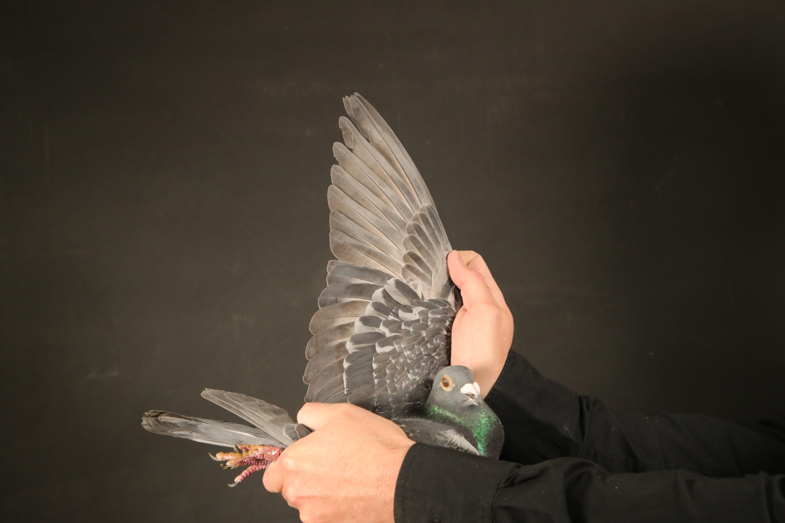 .LOT 8 AFRIKAPRO AUCTION 4 – Schalk Jonker-ZA-24-KSFC-1103 –