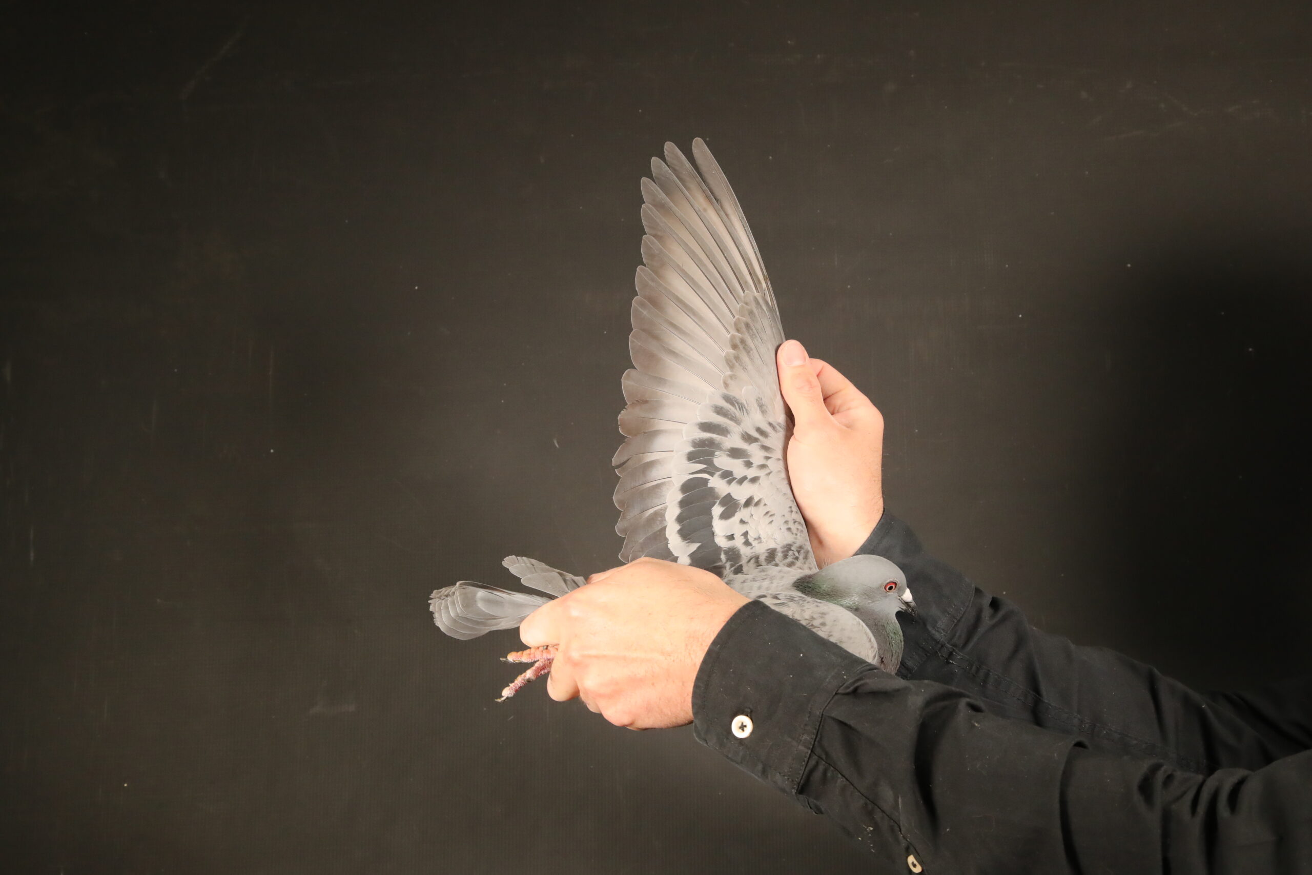 LOT 61 AFRIKAPRO AUCTION 4 – Hardy Krüger & Oberholster Loft-ZA-24-KUR-1896 –