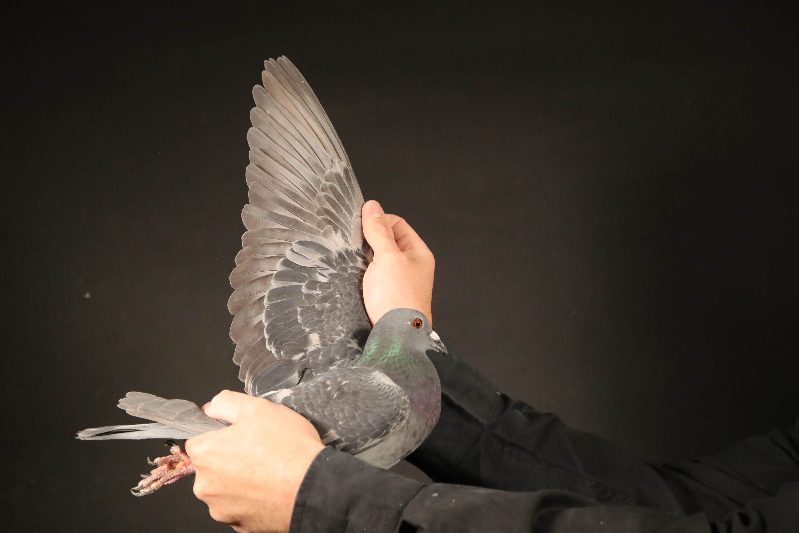 LOT 69 AFRIKAPRO AUCTION 4 – Hardy Krüger & Oberholster LoftZA-24-KUR-3991 –