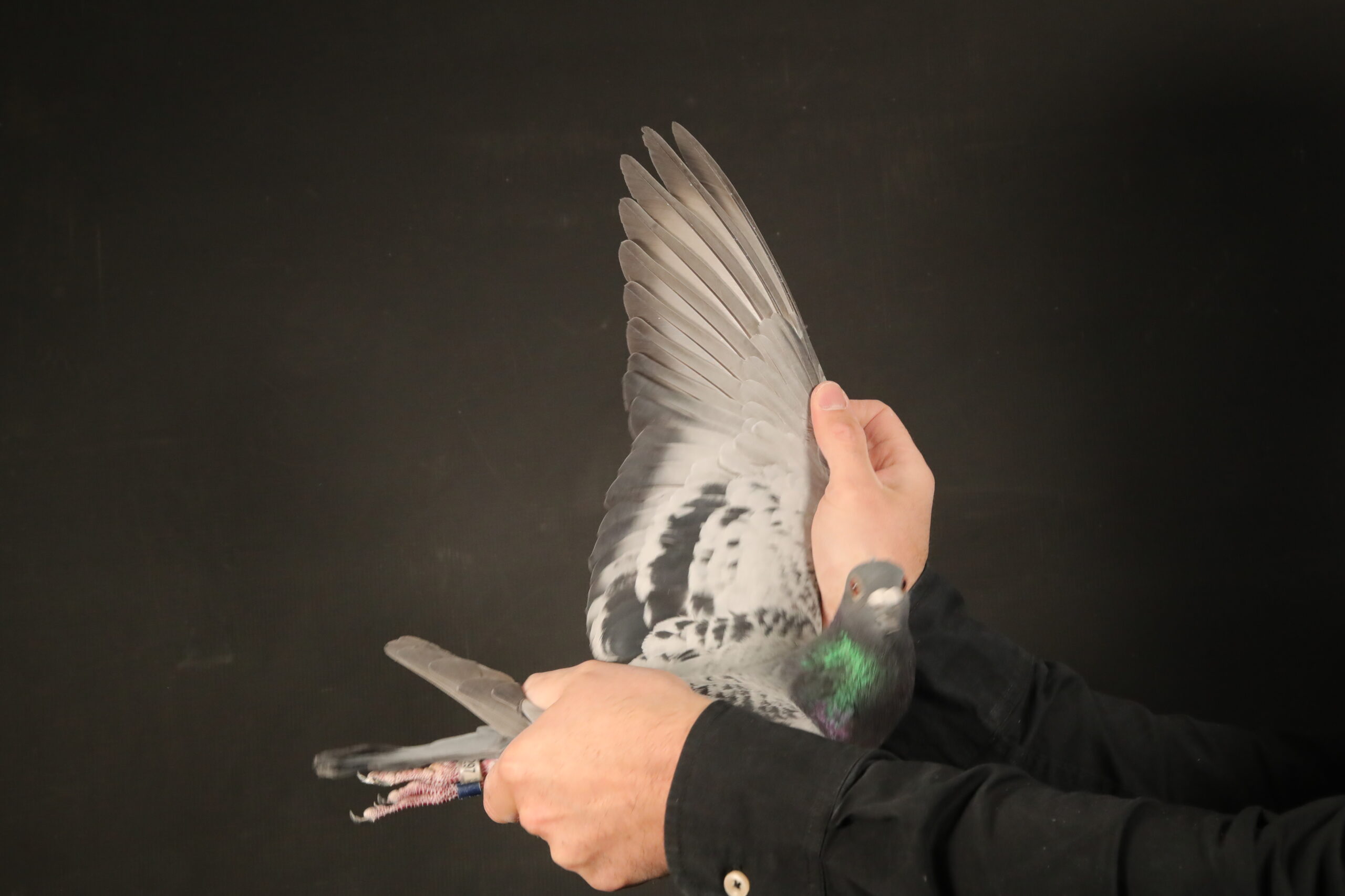 LOT 26 AFRIKAPRO AUCTION 4 – Ferdie & Pieter-ZA-24-MOUN-297 -2ND AND 4TH BLACK JACKET AFRIKAPRO 2025———–SIRE: ZA 20 MOUN 908 .Alias “IN FULL FLIGHT” Strain: MOUNTAIN LOFTS Color: BLUE CHECK 1ST CLUB, 1ST UNION, 4TH GAUTENG COMBINE TROMPSBURG YO CHAMPIONSHIP 543KM 1ST CLUB, 1ST UNION BLOEMFONTEIN 440KM 2022 1ST CLUB, 1ST UNION BLOEMFONTEIN 2 Y.O 1226P 2022 1ST EQAUL ( 2nd) CLUB 11TH UNION DEWETSDORP 462KM 2022 16TH CLUB, 126TH UNION.————DAM:ZA 20 MOUN 1165 . Alias “MIDAIR STRICKER” Strain: FERDIE & PIETER LUBBE Color: BLUE BAR MIDAIR STRICKER ZA20 MOUN 1165 2ND CLUB 2ND UNION REDDERSBURG 3RD RACE 487KM BEATEN BY LOFT MATE 2ND CLUB,2ND UNION TROMPSBUR X3 543KM SIRE: ”ALLES ACHT” NL14 1784280 DNA CERTIFIED ONE OF THE BEST HOOYMANS BREEDING COCKS IN SA.SEE PEDIGREE!!!