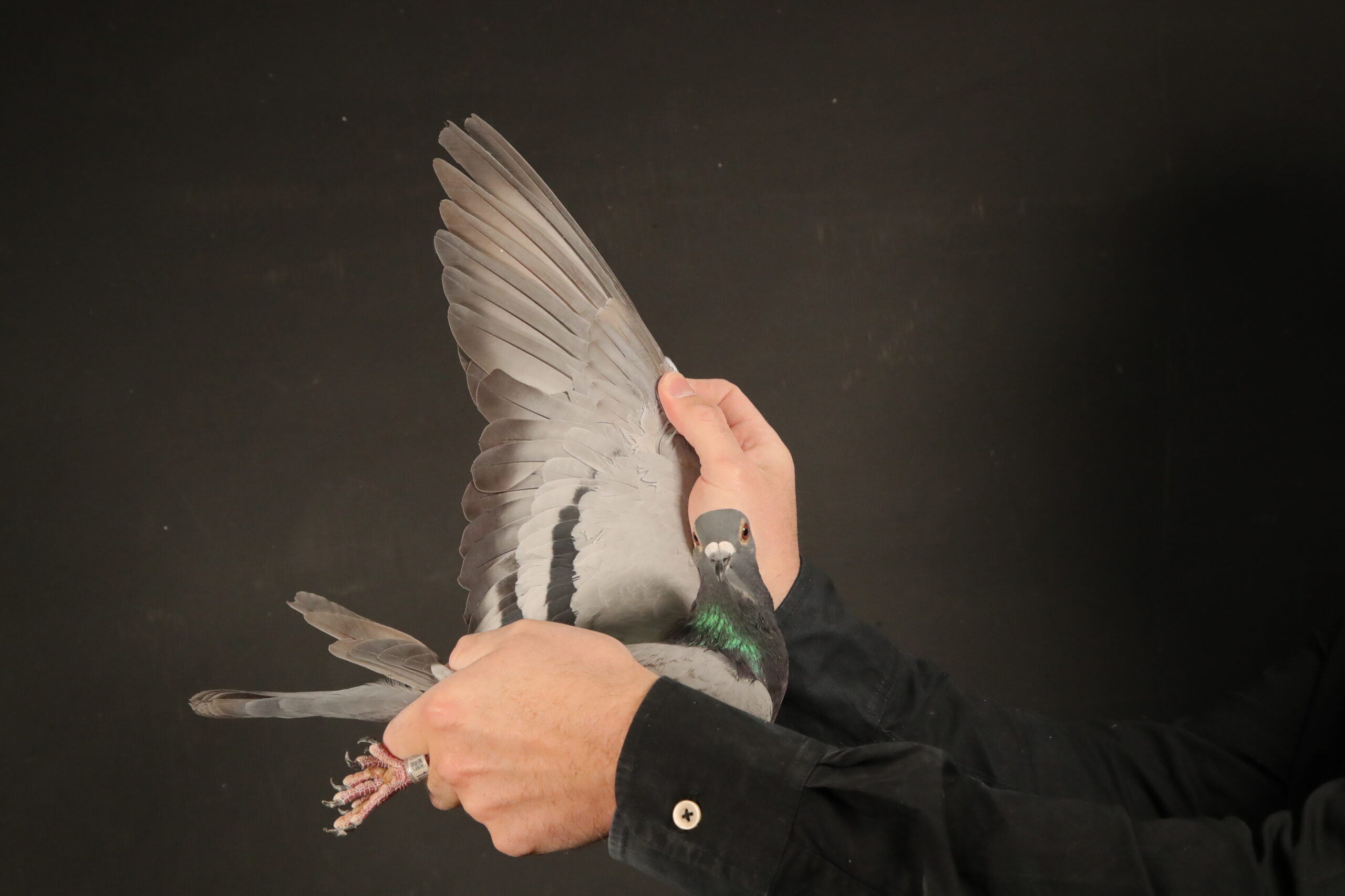 ZZ..LOT 158 AFRIKAPRO AUCTION 5 – Feather Lofts 1 – ZA-24-NDK-1091 –