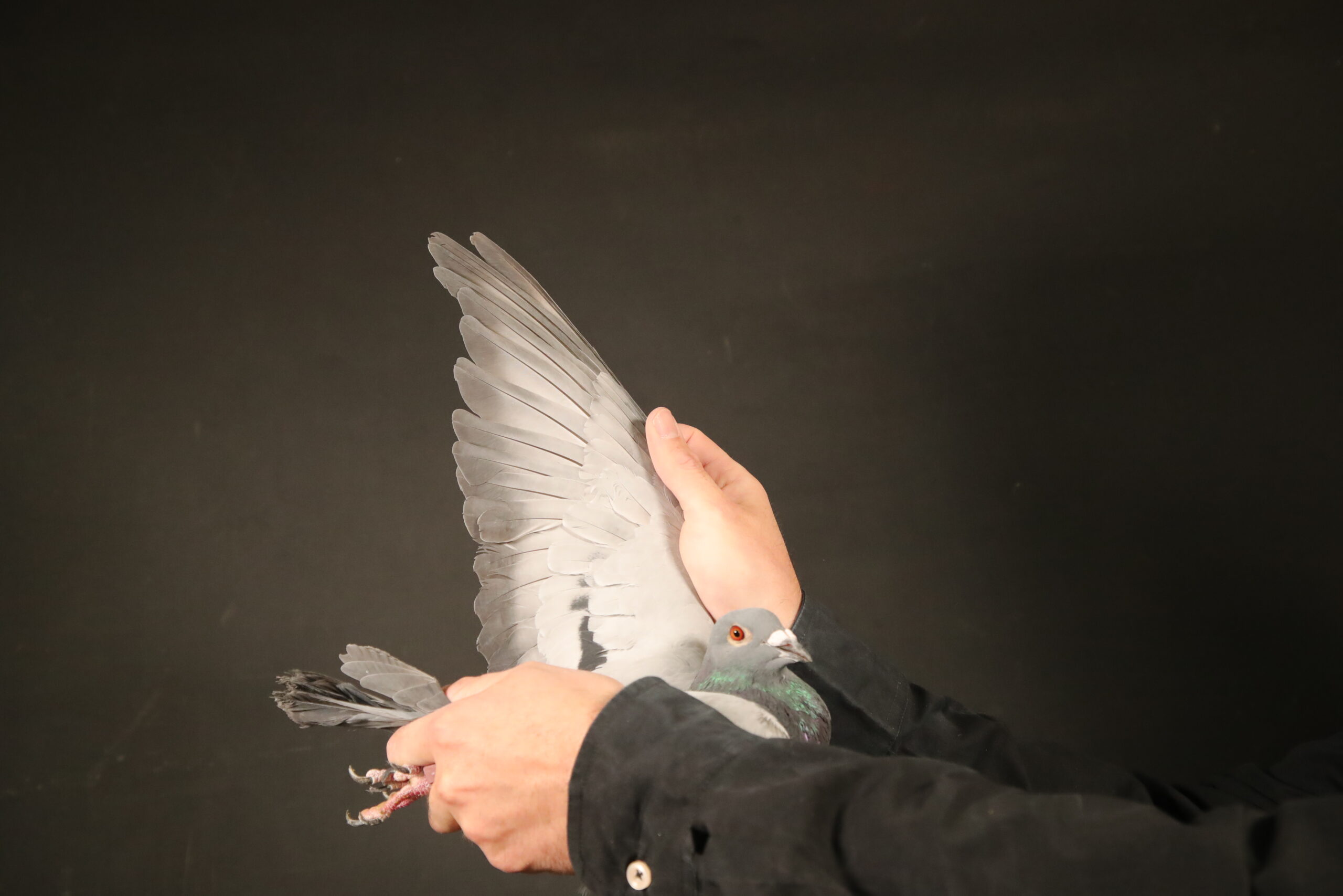 LOT 62 AFRIKAPRO AUCTION 6- Hermann Bohm-ZA-24-ODRA-18606 –