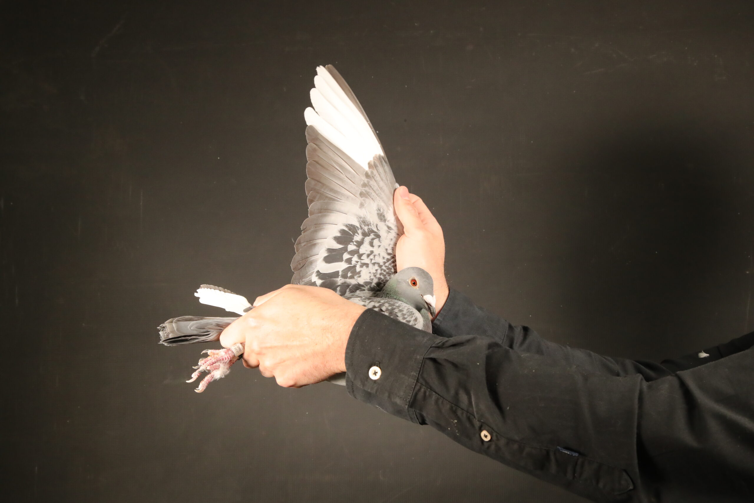 LOT 58 AFRIKAPRO AUCTION 4 – Burt & Andreas-ZA-24-OERF-275 –