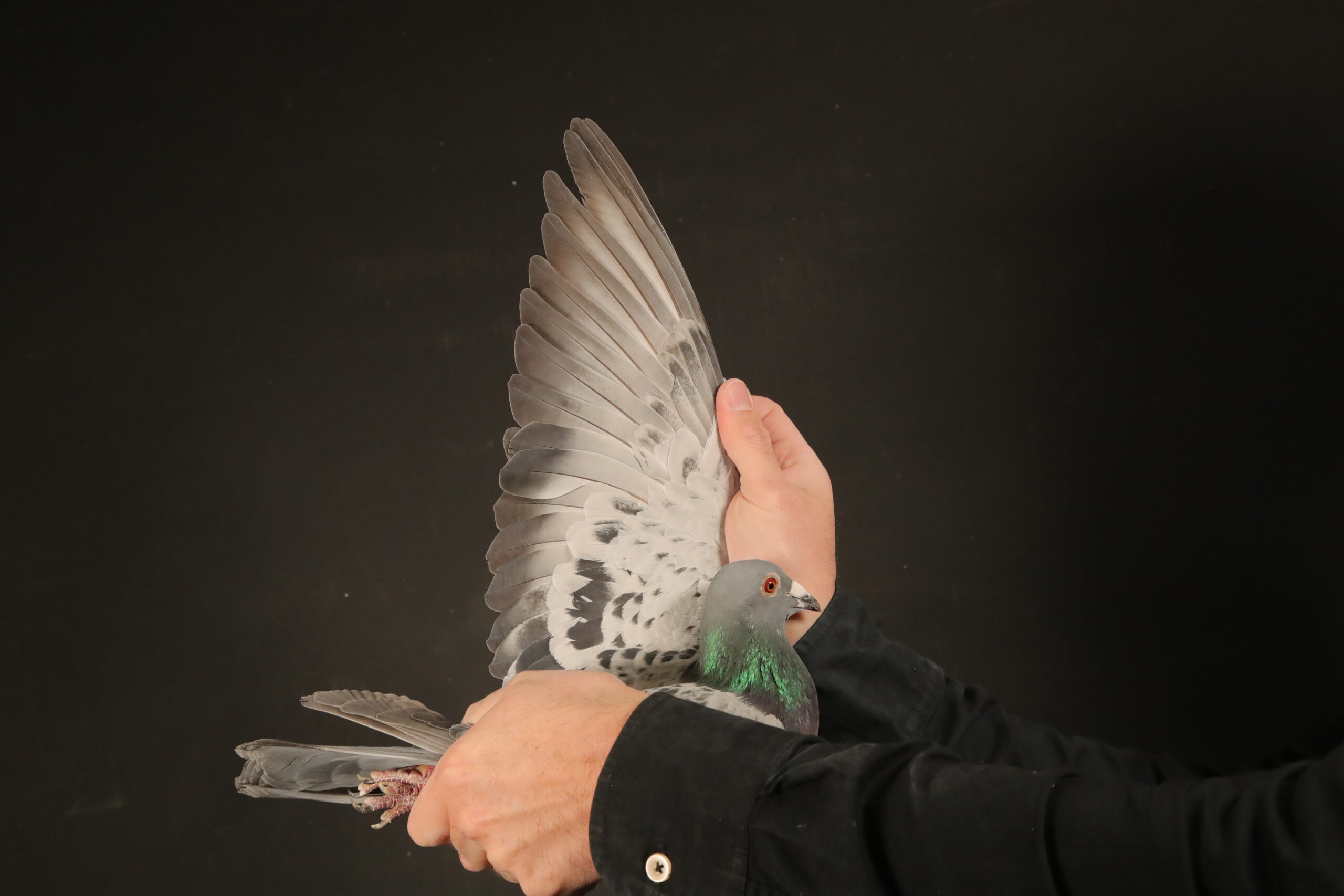 ZZ..LOT 145 AFRIKAPRO AUCTION 5 – RMG – ZA-24-RMG-16 –