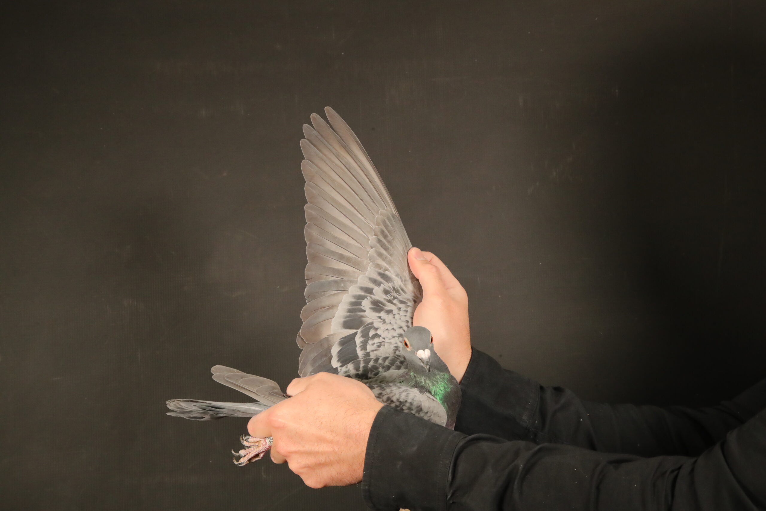 LOT 56 AFRIKAPRO AUCTION 4 – Jelle Jellema-ZA-24-SLIM-2242 –