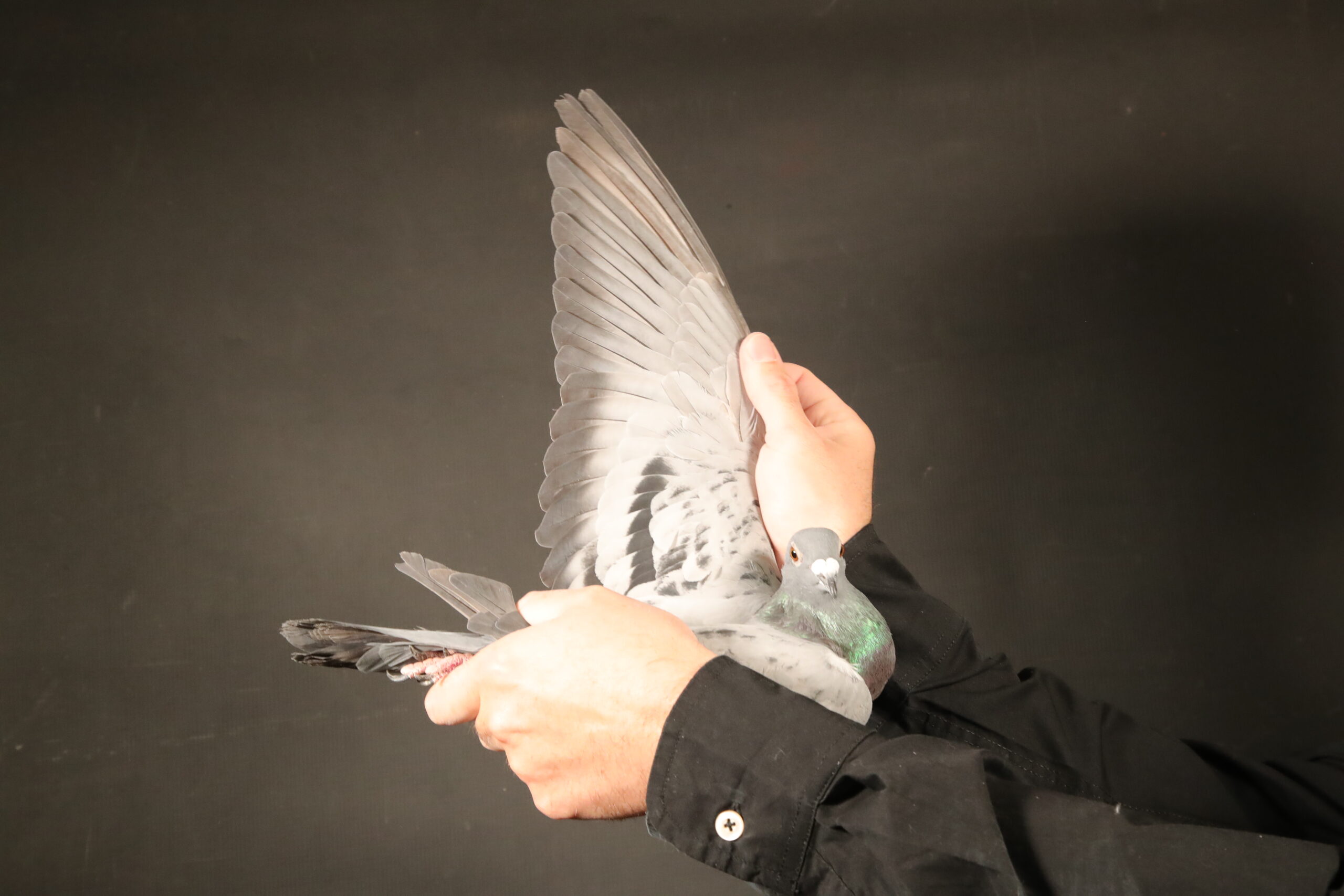 LOT 66 AFRIKAPRO AUCTION 4 – ZAEP-ZA-24-ZAEP-90 –