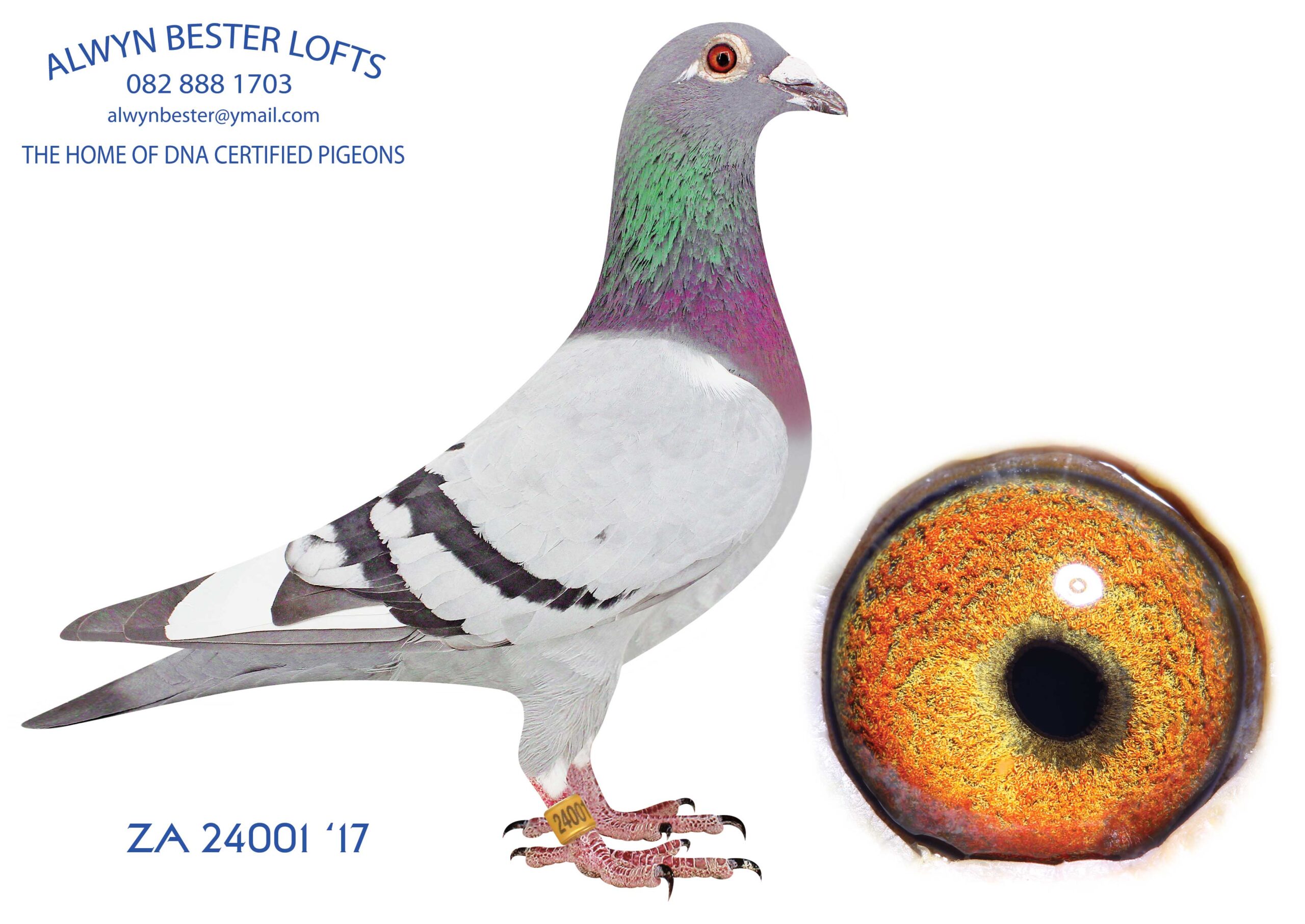 .LOT 1 LEGENDS AUCTION – ZA 17 24001 –