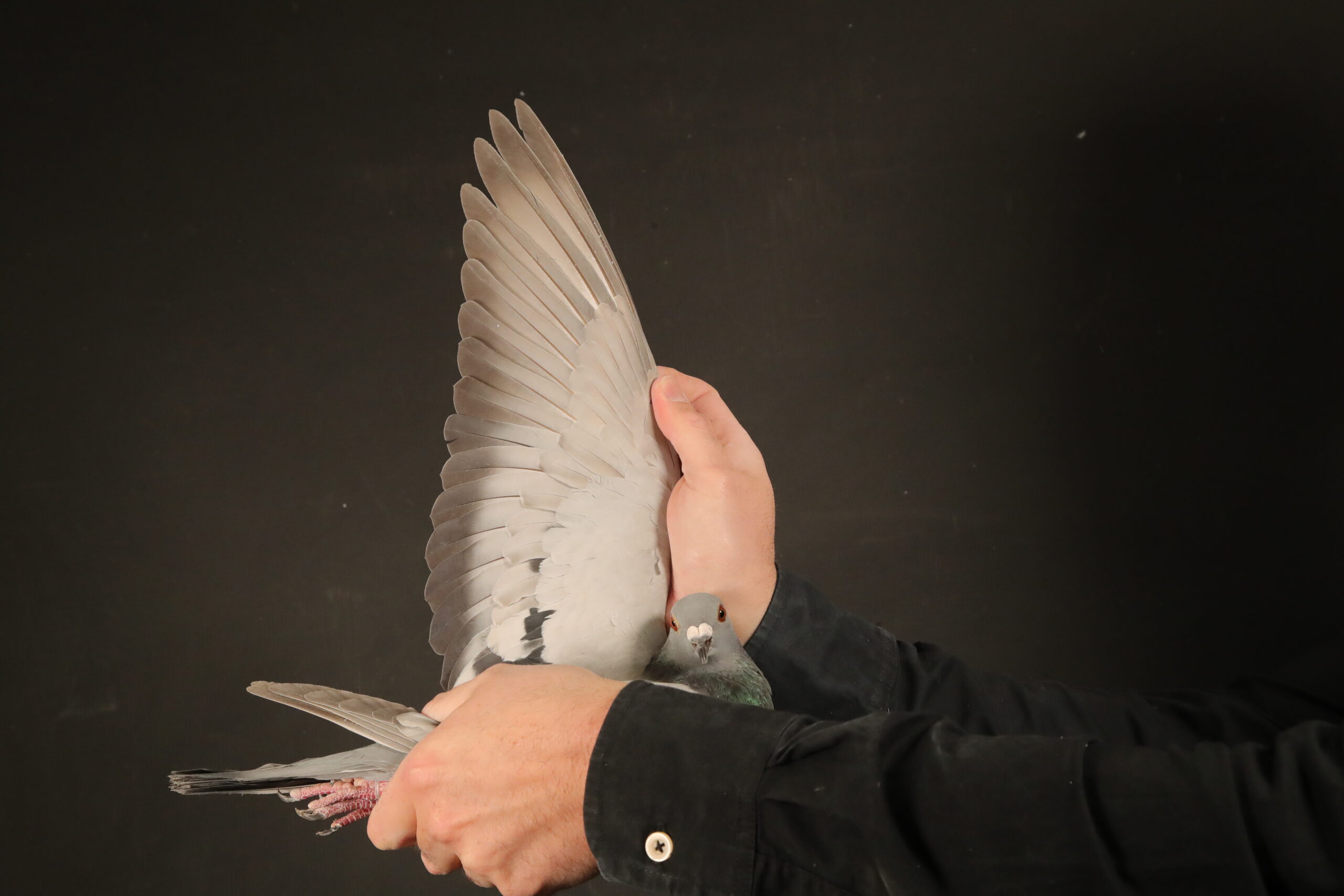 LOT 50 AFRIKAPRO AUCTION 4 – R.A.M ANNANDALE-ZA-25-BPFD-4166 -“OBI-WAN KANOBI” R.A.M Annandale Afrika Pro Entry 2025 Entered 18 March’25 121/2.437p 280KM **NESTSISTER**:=> “SALVO ROSE” 2.BROWN JACKET 2025 10. FINAL AFRIKAPRO. 601KM 1.653p 1132MPM. SOLD FOR R550 000.00 AFRIKAPRO 2025: 1/1964p 480KM 1228, 6/2091p 330KM 1241, 10/1653p 601KM 1132, 13/2550p 280KM 1290, BROWN JACKET RANKING. 2. 601KM RACE 10, 4. 530KM RACE 9, 1. 480KM RACE 8. 7. 383KM RACE 7. 6. 330KM RACE 6 1 OF 4 PIGEONS IN AFRIKAPRO HISTORY TO BECOME 3X EQUAL WINNER AFRIKAPRO PLACING 1-6-13 ON RACE 4 6 8 AVG 2.18SEC BEHIND **SOLD FOR R550000**—–SIRE:ZA BPFD-20-5741 C “MARIUS” NR1 BREEDER R.A.M Annandale SUPER PIGEON –SIRE&G/SIRE =>: le-6e-8e-13e-51e- 59e-109e-121e-131e AFRIKAPRO 2025 vs 2.721 pigeons *4th Brown Jacket R9*1st .Brown Jacket R8. *7e.Brown Jacket R7 *6e.Brown Jacket R6.——–DAM:BPF-19-2248 H “URSULA” NR1 BREEDER JJJ Van Der Linde SUPER PIGEON –DAM & G/DAM TO =>: le-6e-8e-13e-51e- 59e-109e-121e-131e AFRIKAPRO 2025 vs 2.721 pigeons *4th   Brown Jacket R9*1st  Brown Jacket R8.SEE PEDIGREE!!!