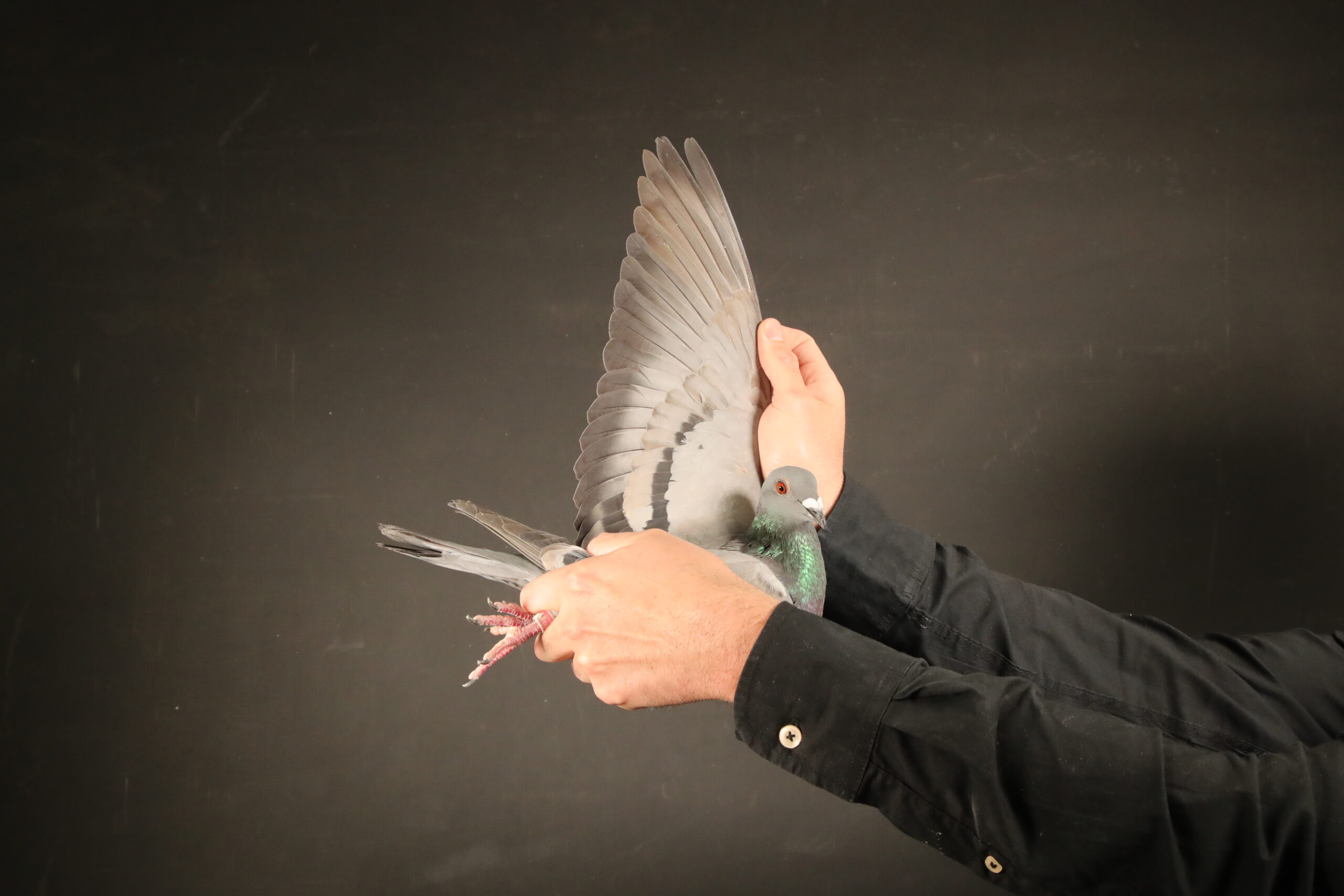 ZZ..LOT 101 AFRIKAPRO AUCTION 6-Van Heer Racing Pigeons-ZA-25-BWES-1401 –