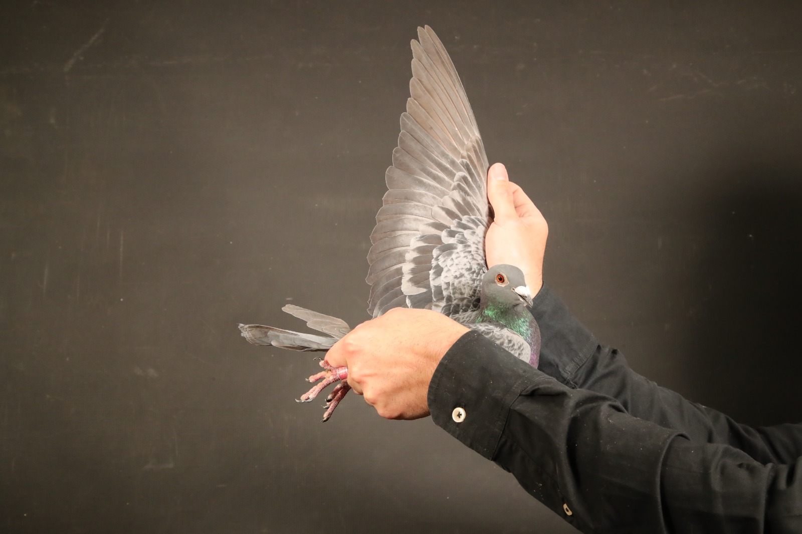 ZZ..LOT 153 AFRIKAPRO AUCTION 4-Molteno Loft-ZA-25-NOK/DAPK-123 -SIRE:20 DAPK 0109.Alias “”109′” Strain: Van Staden X Ric Cools Color: Blue Check.————DAM:22 NOK 12072.Alias “”72″” Color: Blue Bar.SEE PEDIGREE!!!!