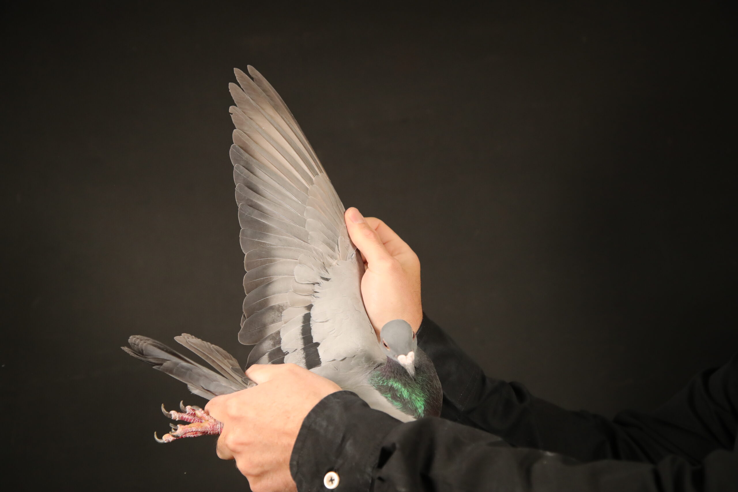 LOT 85 AFRIKAPRO AUCTION 4 – Ahmet Çavdar-ZA-25-SLIM-1635 –