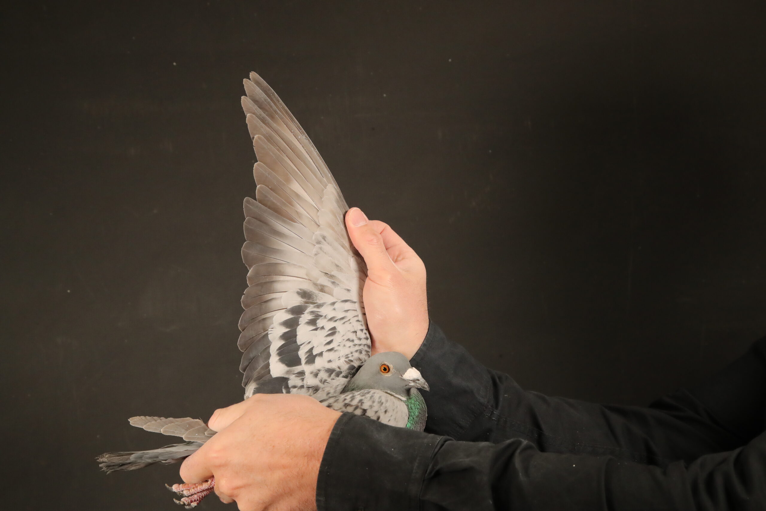 LOT 47 AFRIKAPRO AUCTION 6- Burt & Andreas-ZA-25-TURFPET-2217 –