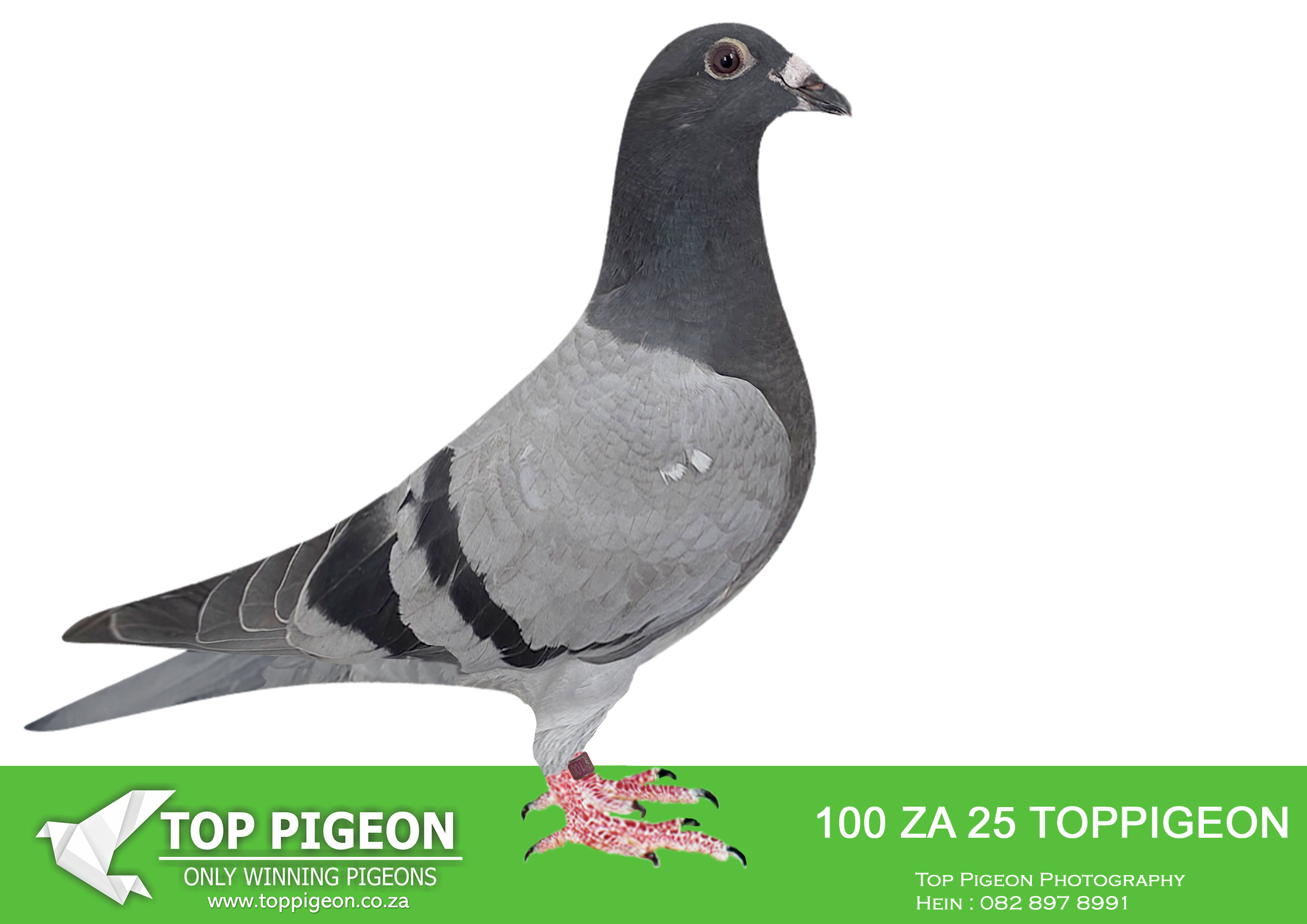 .LOT 6 BENEKE LOFTS – ZA 25 TOPPIGEON 100 -SIRE:12180 TRPF 18. WEDDERBURN.1 X 1ST EWDK. 2 X 2ND EWDK. BRED 4TH FINAL CENTRAL ONE LOFT RACE FINAL 2024.———-DAM:3770 WPU 23 CH MARNES NEL Bred out of a son of 2443 wpud 2016, my champion cock, twice the bird with the most points in our union WPU. He is the Grandfather of Love 3 (Victory Love), super ace winner and 4th grand averages Victoria falls.SEE PEDIGREE!!!!!