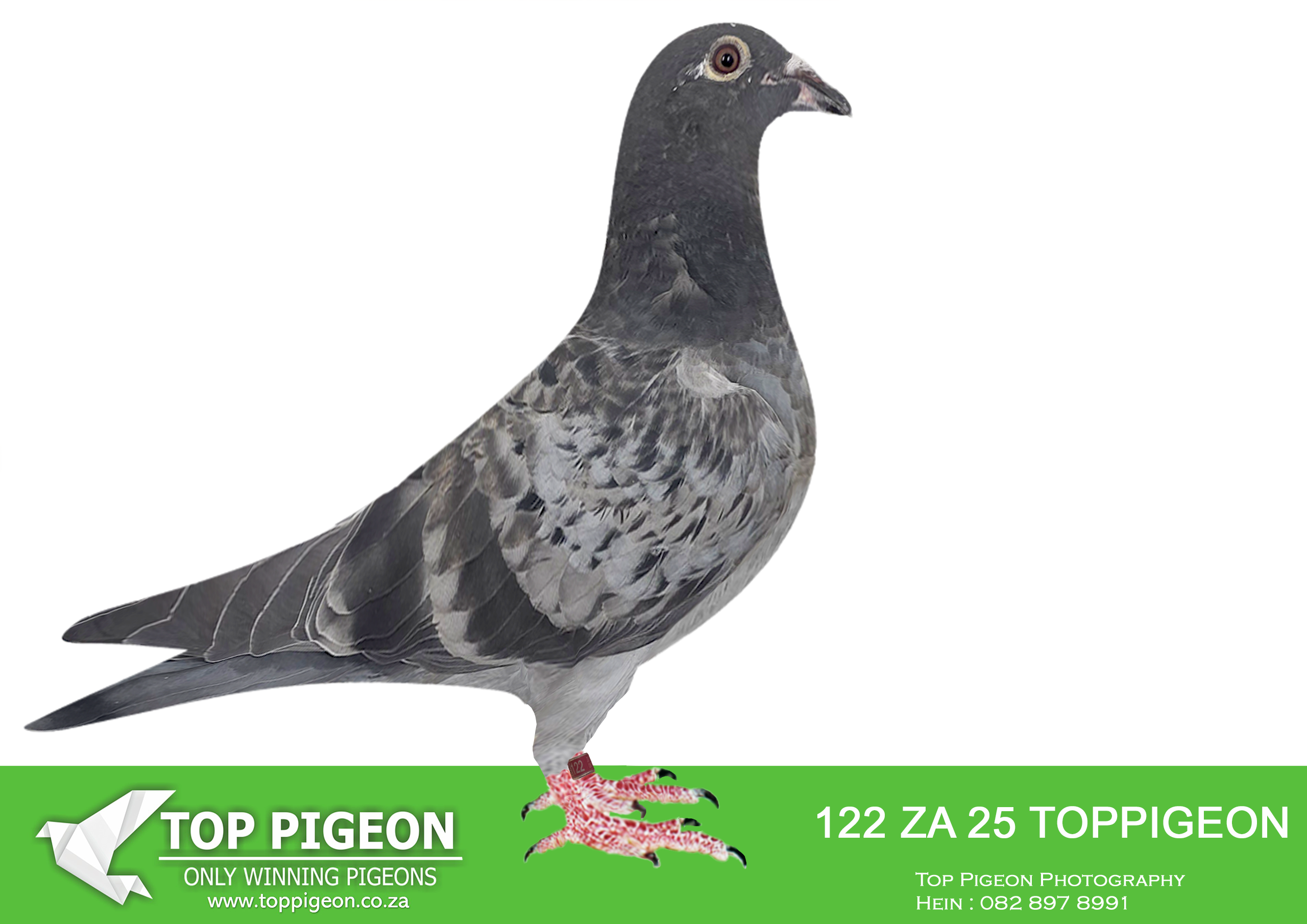 .LOT 7 BENEKE LOFTS – ZA 25 TOPPIGEON 122 -SIRE:3506-ZA-CYRL-23.”Brother So Close” – Nest brother to So Close 7th final Afrikapro 2023 960 birds. ————DAM:8716 ZA GPU 22 BUTTERCUP CH Beneke Lofts 16TH GRAND AVERAGE SAPIR OLR 2023. SAME BRED AS 3RD ACE DINOKENG ONE DAY LOFTS 2022 AND 8TH ACE PIGEON CAPE TOWN ONE LOFT RACE 2023 AND 5TH HOTSPOT ACE SAIPR WINTER 2023.SEE PEDIGREE!!!