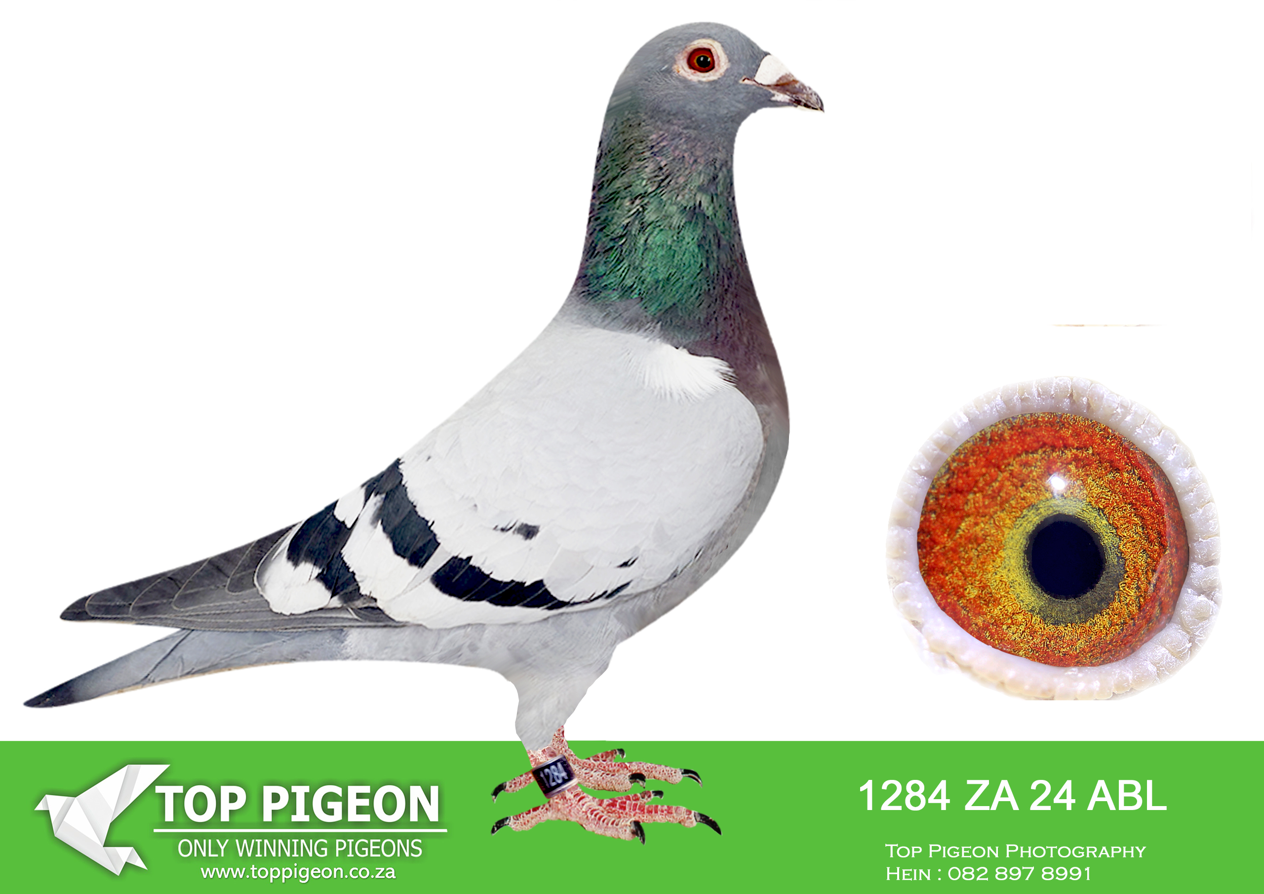 .LOT 4 ALWYN BESTER – ZA 24 ABL 1284 -Bred from AMIRA’s sire and the best of Mike Ganus and Gaston vd Wouwer—————SIRE: 2533 ZA 20 ZULU.Alias “ZULU” Strain: Tom Lock Color: Blue Chequer ZULU is half brother to double SANPO Gold long distance 2018, 4th (equal winner) Barzalona race 2019 “Royal Star”, 2nd place Barzalona 2020, KZN Combine winners, Zululand Combine and club winners. ZULU is sire to: ZA ABL 643 2022: SANPO GOLD ALL DISTANCES 2001+ Pigeons 2024 4 x PTA UNION winner and 9 x Club Winner———-DAM:876 ZA 22 ABL.Strain: Alwyn Bester Color: Blue Bar Bred from the best of Mike Ganus and Gaston vd Wouwer.SEE PEDIGREE!!!