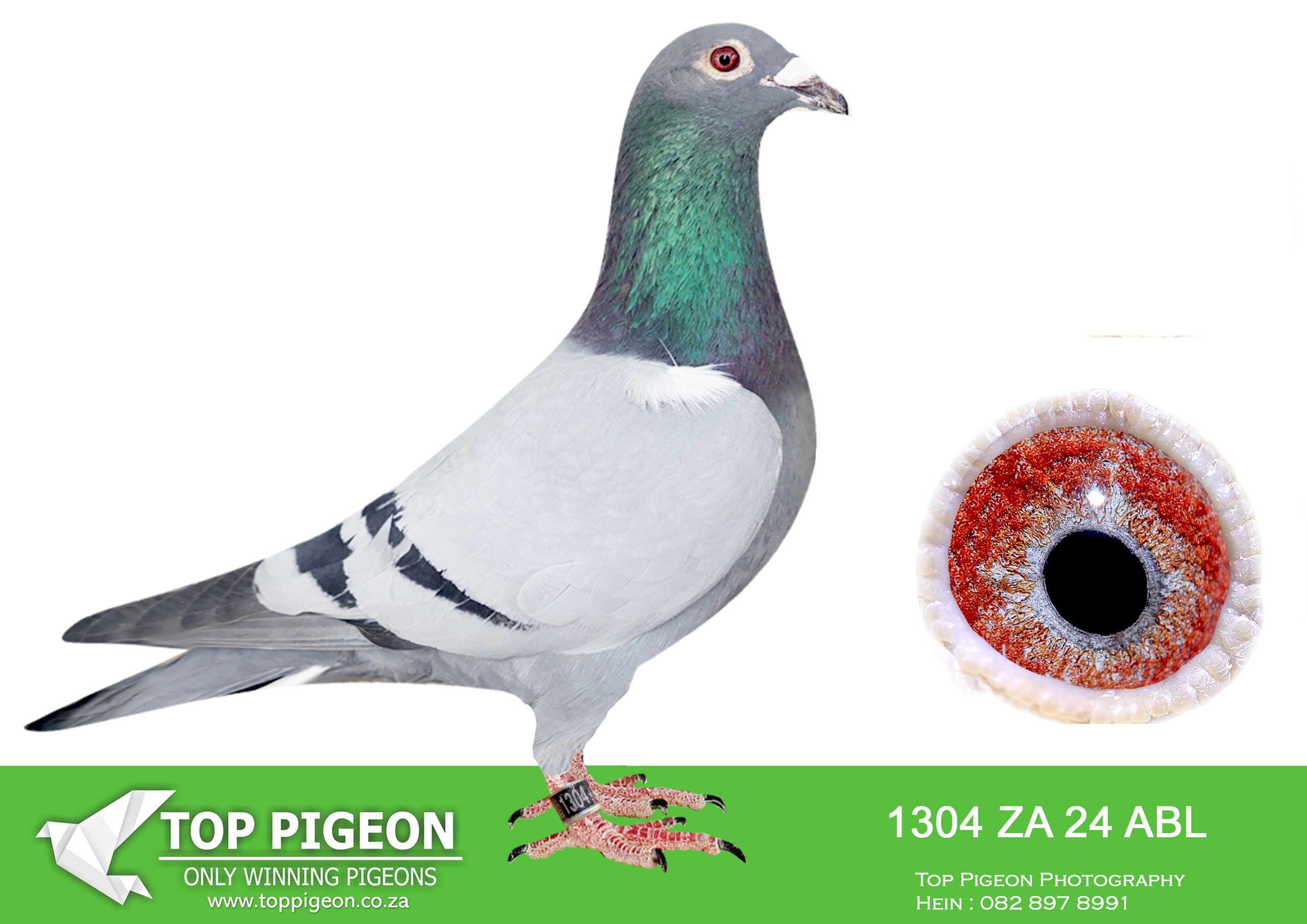 .LOT 7 ALWYN BESTER – ZA 24 ABL 1304 -SIRE:6143763 BE 23. DIRK VAN DYCK.Inbred DI CAPRIO Bred from a Grandson of DI CAPRIO mated to a direct daughter of DI CAPRIO————DAM:35323 GB 19 LADY DI CAPRIO Colour: BB Alias “Lady Di Caprio” Strain: Leo Heremans Color: Blue Sensational hen from legendary breeder. *** Di Caprio *** *** Olympiad 003 *** Best of Leo Hereman..SEE PEDIGREE!!!