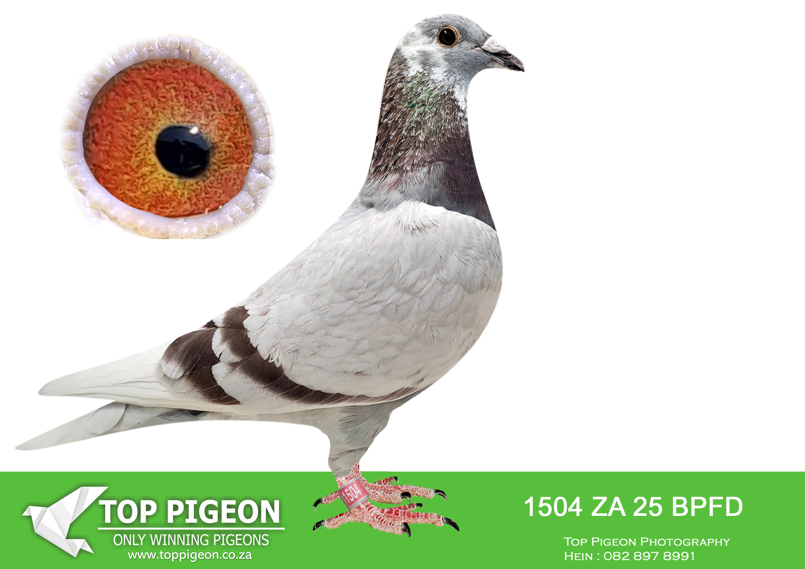 .LOT 1 NEPHEW TO “LARA” – ZA 25 BPFD 1504 “BEAST” -NEPHEW TO “LARA” PHENOMENAL RACING MACHINE AT AFRIKAPRO 2025 – 1ST BLUE JACKET , 1ST BROWN JACKET , 3RD FINAL AFRIKAPRO 2025 , HALF SISTER TO “FIERO” 2ND FINAL AFRIKAPRO 2025 . “LARA” SOLD FOR 112 000 EUROS ON PIPA———–BPFD 1504 “BEAST” FLEW 6TH SPRINT RACE 1 , RACE 3 WINNER CENTRAL PROVINCIAL ONE LOFT RACE 2025——-He was leading Ace pigeon standings after 5 sprint races and 4 Races at Central Provinvcial One Loft Race 2025———-SIRE:ZA 24 ABL 1457 Alias “NESTBROTHER PALACE PRINCE” Strain: ALWYN BESTER Color: Mealy Only 2 bred this way 1457 and 1458 (Palace Prince). Palace Prince’ father of super racer ‘Lara’ Winner of Blue Jacket and Brown Jaket Afrika Pro 2025. Sold for 112 000 Euros 1457 is Father to ZA 24 BPFD 2290 best speed/sprint pigeon Bloemfontein Federation 2025. Bred ZA 25 BPFD 1504 Won Race 3 Central Provincial Lofts 995 pigeons (379km).—————DAM:ZA 23 BPFD 2780 Color: Blue Bar Bloemfontein Federation Winner Skietkuil 405km 2024. 1st ACE Short Disatance, 2nd ACE Yearling and 2nd ACE Overall Bloemfontein Federation 2024. Bred ZA 24 BPFD 2290 best speed/sprint pigeon Bloemfontein Federation 2025. Bred ZA 25 BPFD 1504 Won Race 3 Central Provincial Lofts 995 pigeons (379km).SEE PEDIGREE!!!